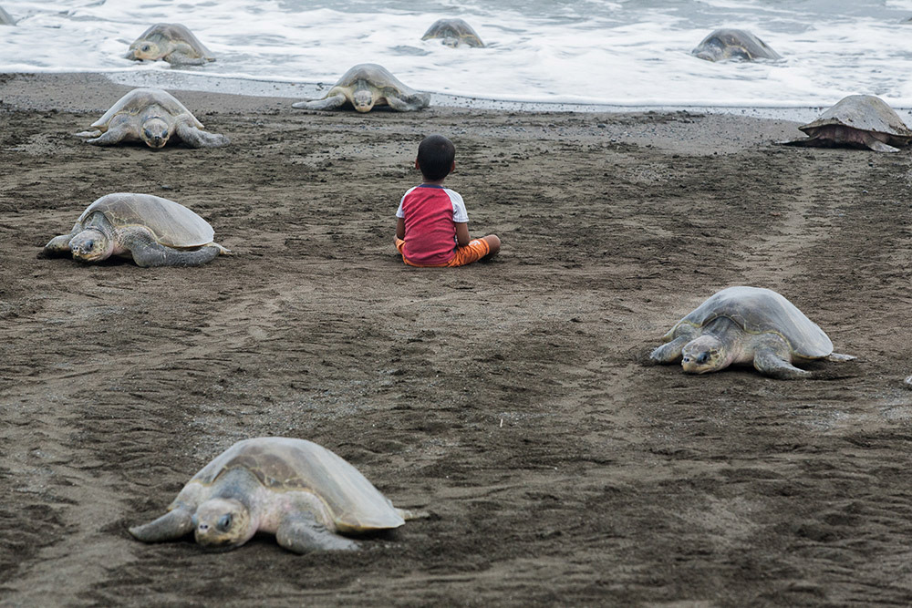 OSTIONAL, Guanacaste Prov., Costa Rica--A child sits among Olive Ridley sea turtles during their first large-scale arrival of the year, locally called "arribada," on the black-sand beach, a protected coastal zone since 1982.