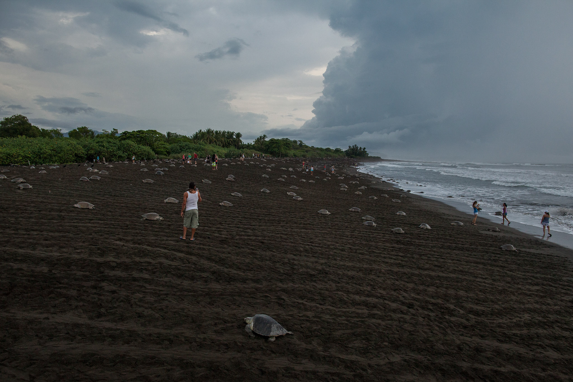 OSTIONAL, Guanacaste Prov., Costa Rica--Aug. 10, 2012 - Tourists observe the first large-scale arrival, locally called "arribada," on the black-sand beach, a protected coastal zone since 1982.