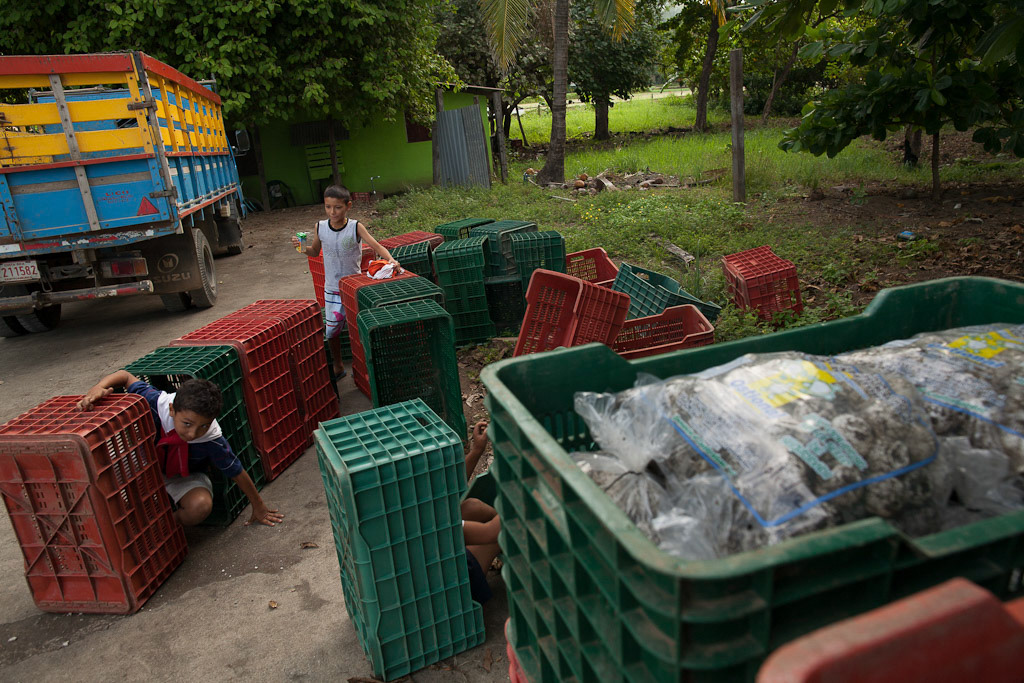 OSTIONAL, Guanacaste Prov., Costa Rica--Children play amongst crates which will carry processed eggs from the Olive Ridley sea turtles, which nest on the town's beach.