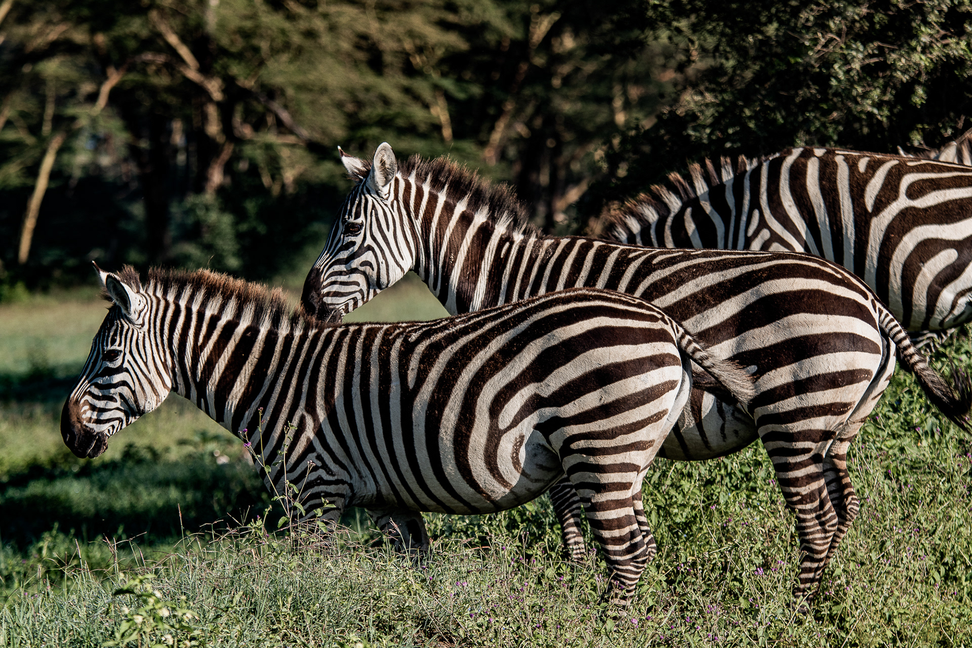 Kenya