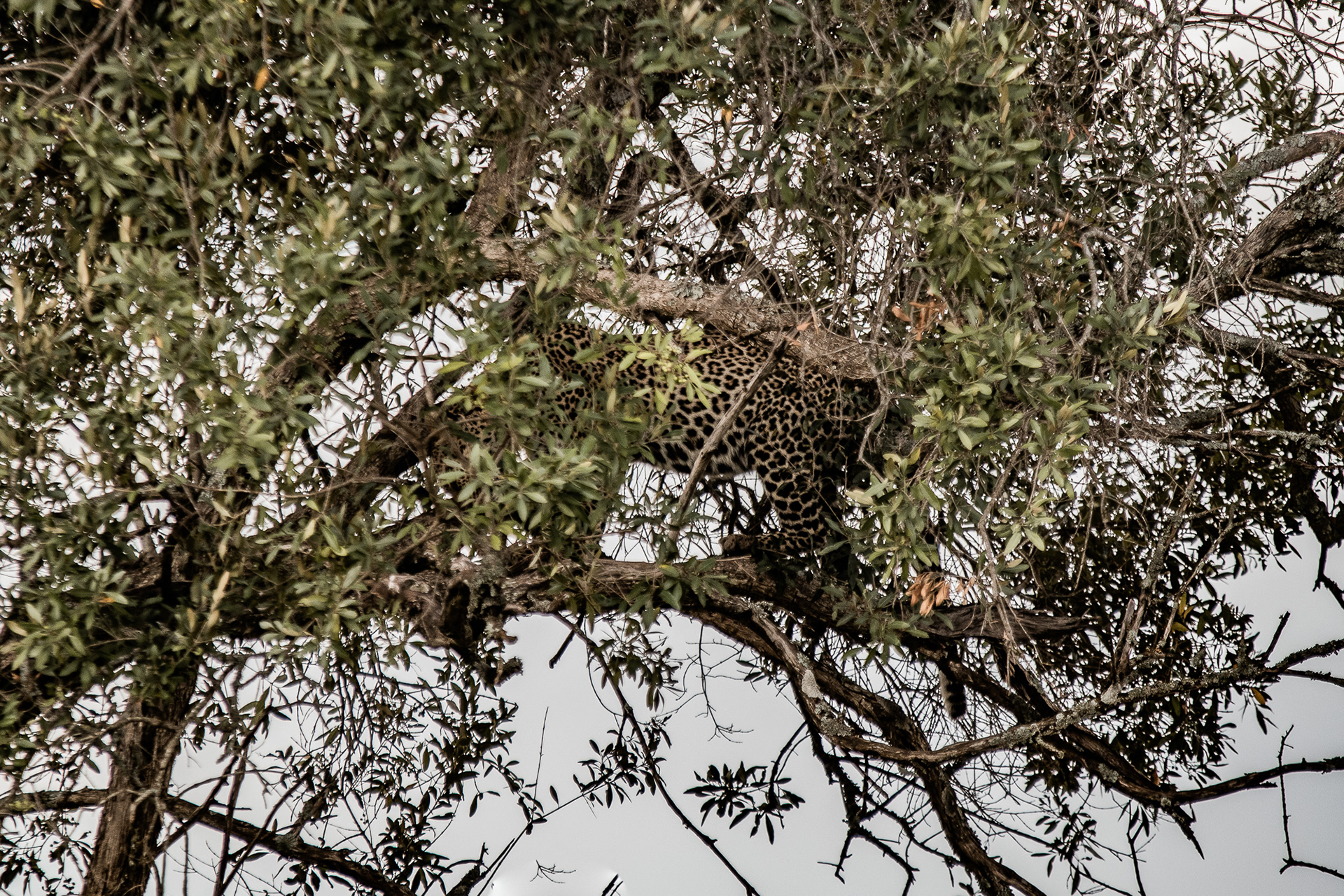 Kenya