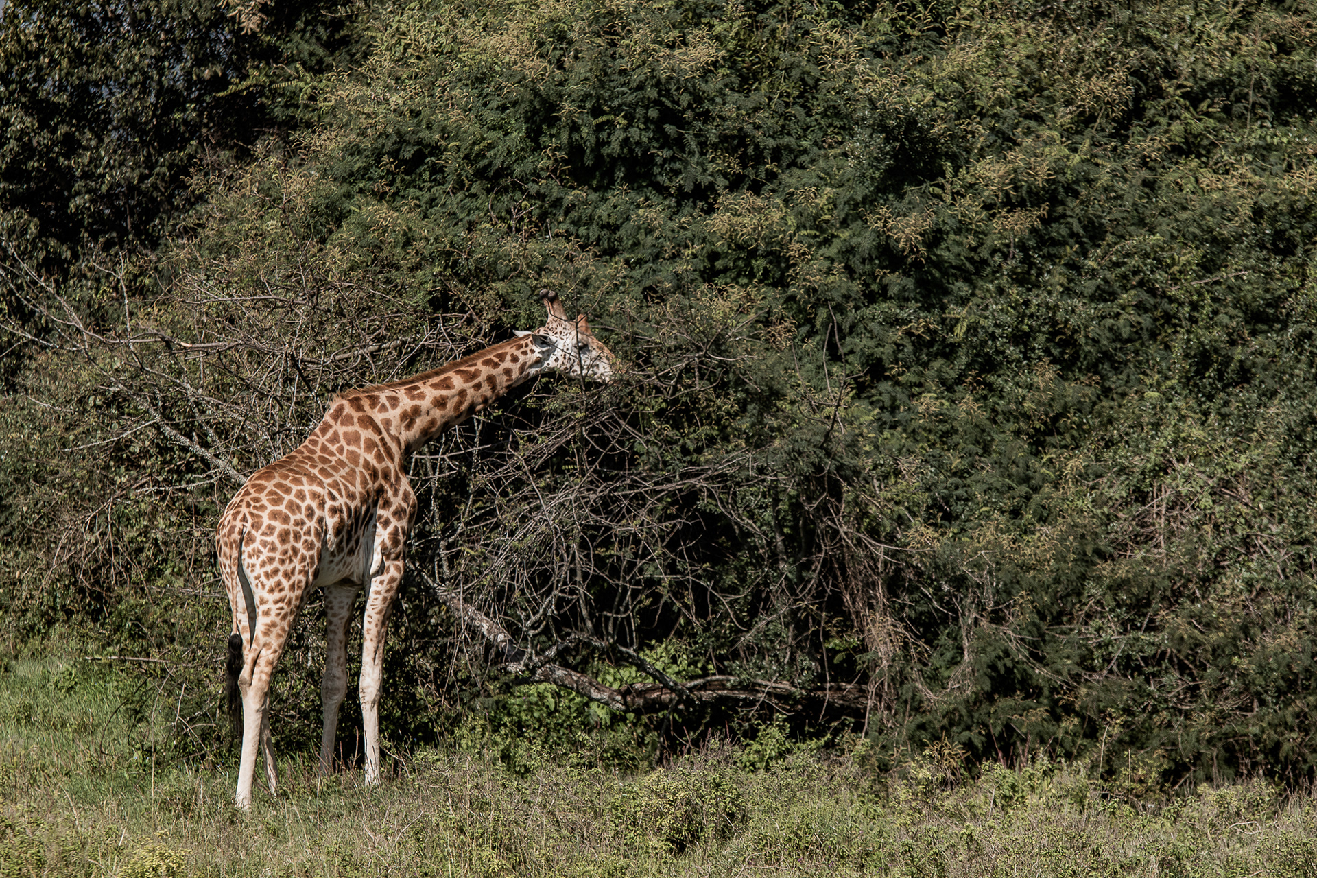 Kenya