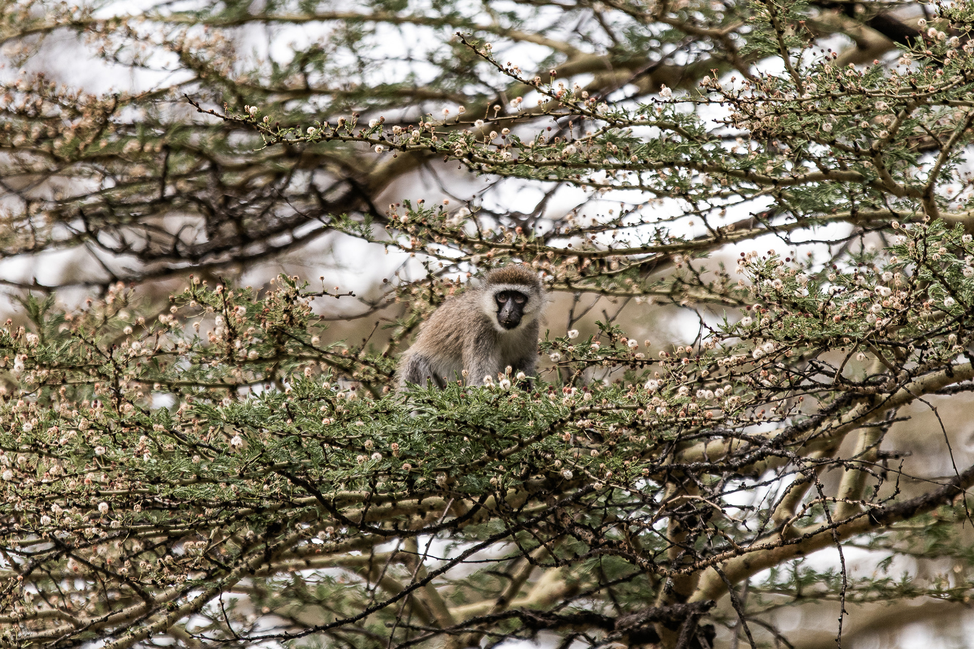 Kenya