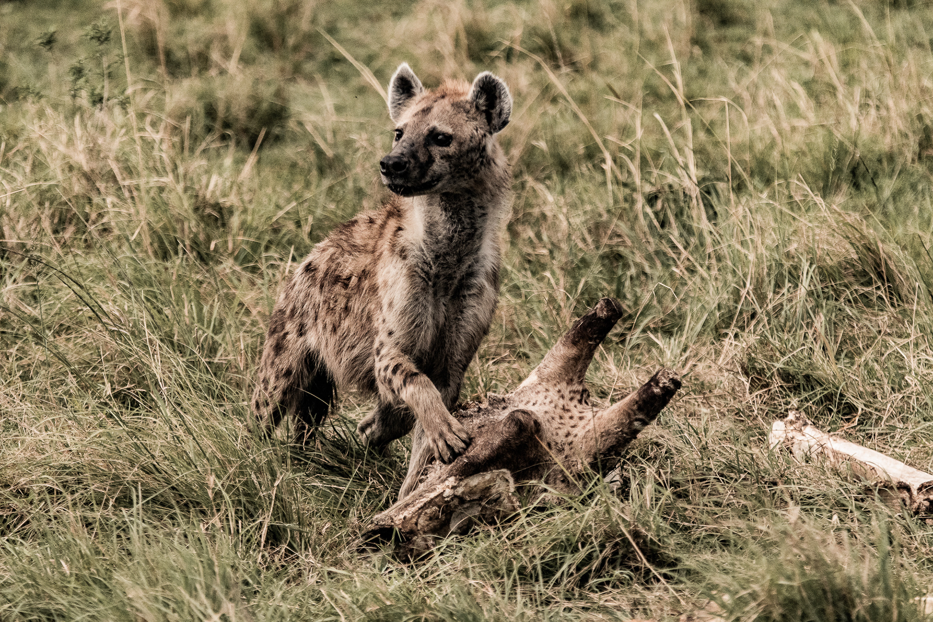 Kenya