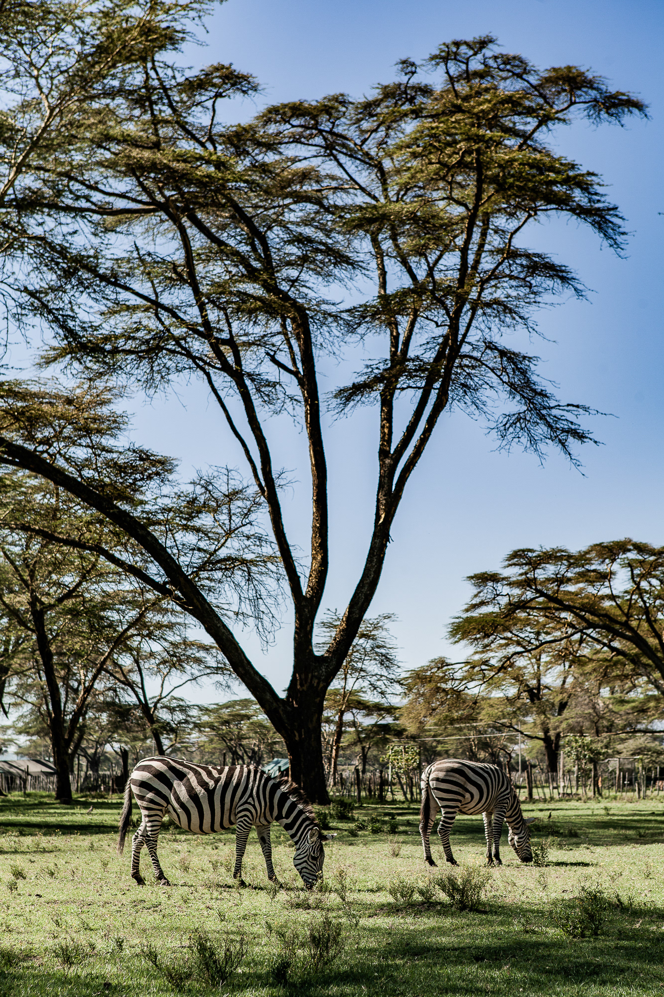 Kenya
