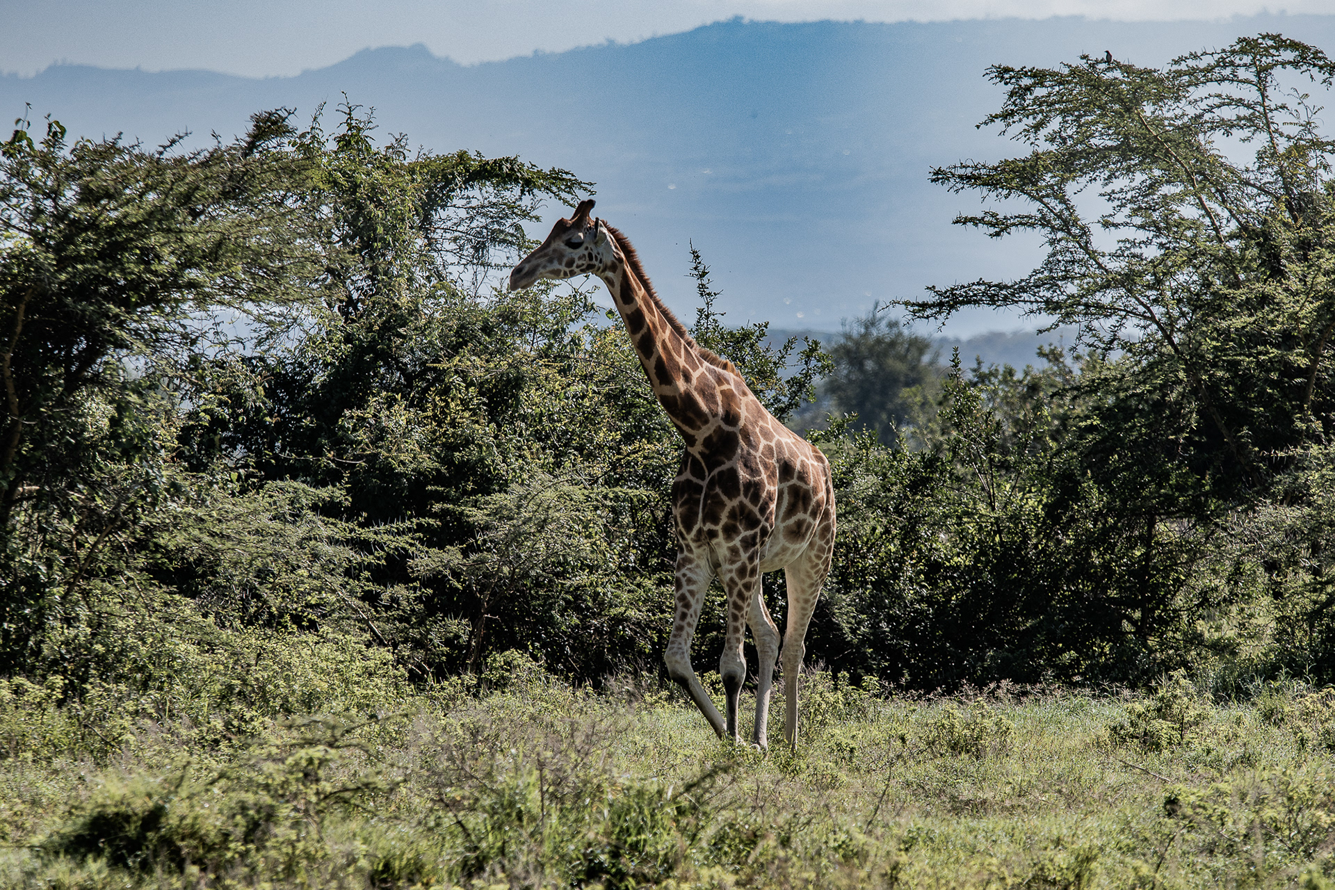 Kenya