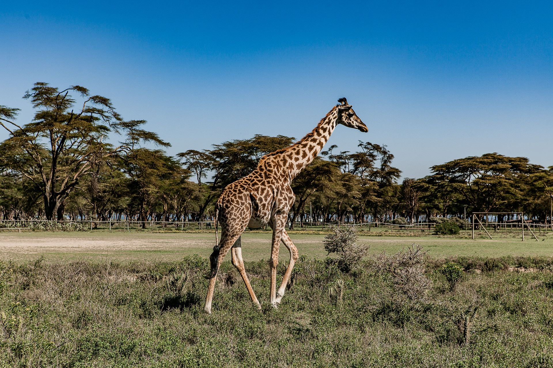 Kenya