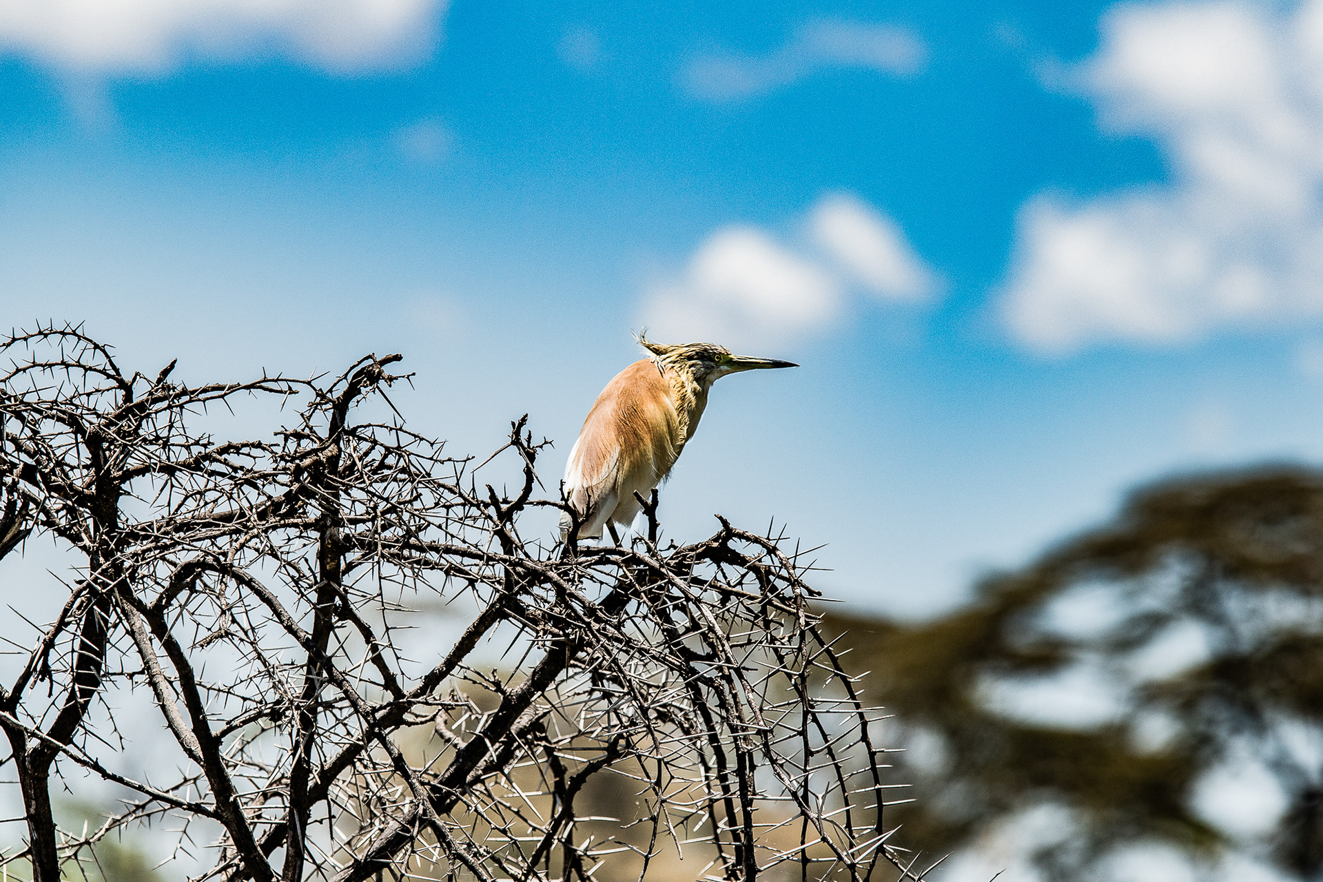 Kenya