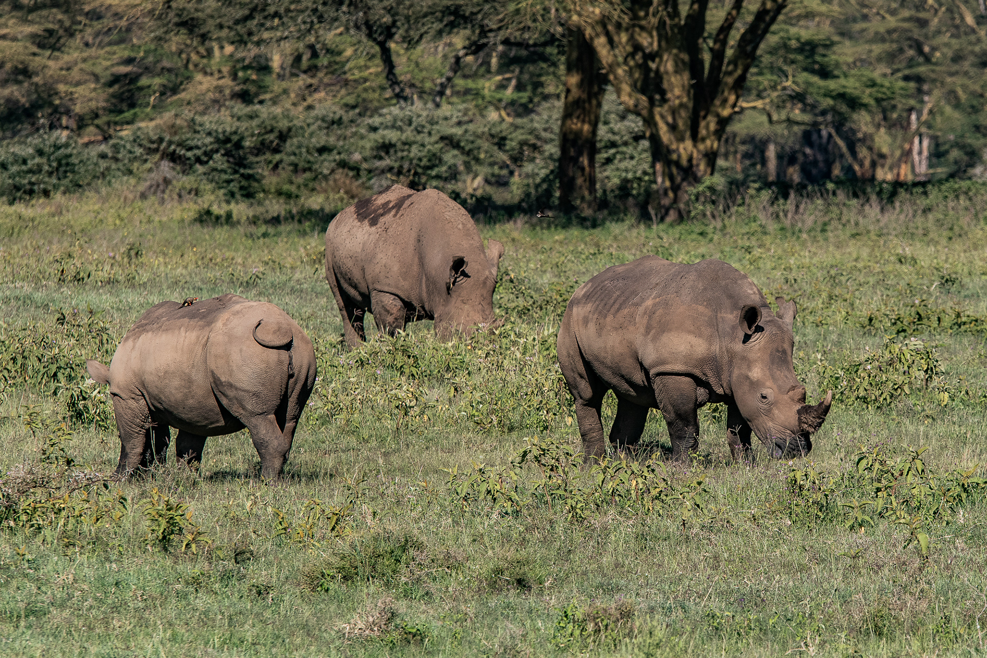 Kenya