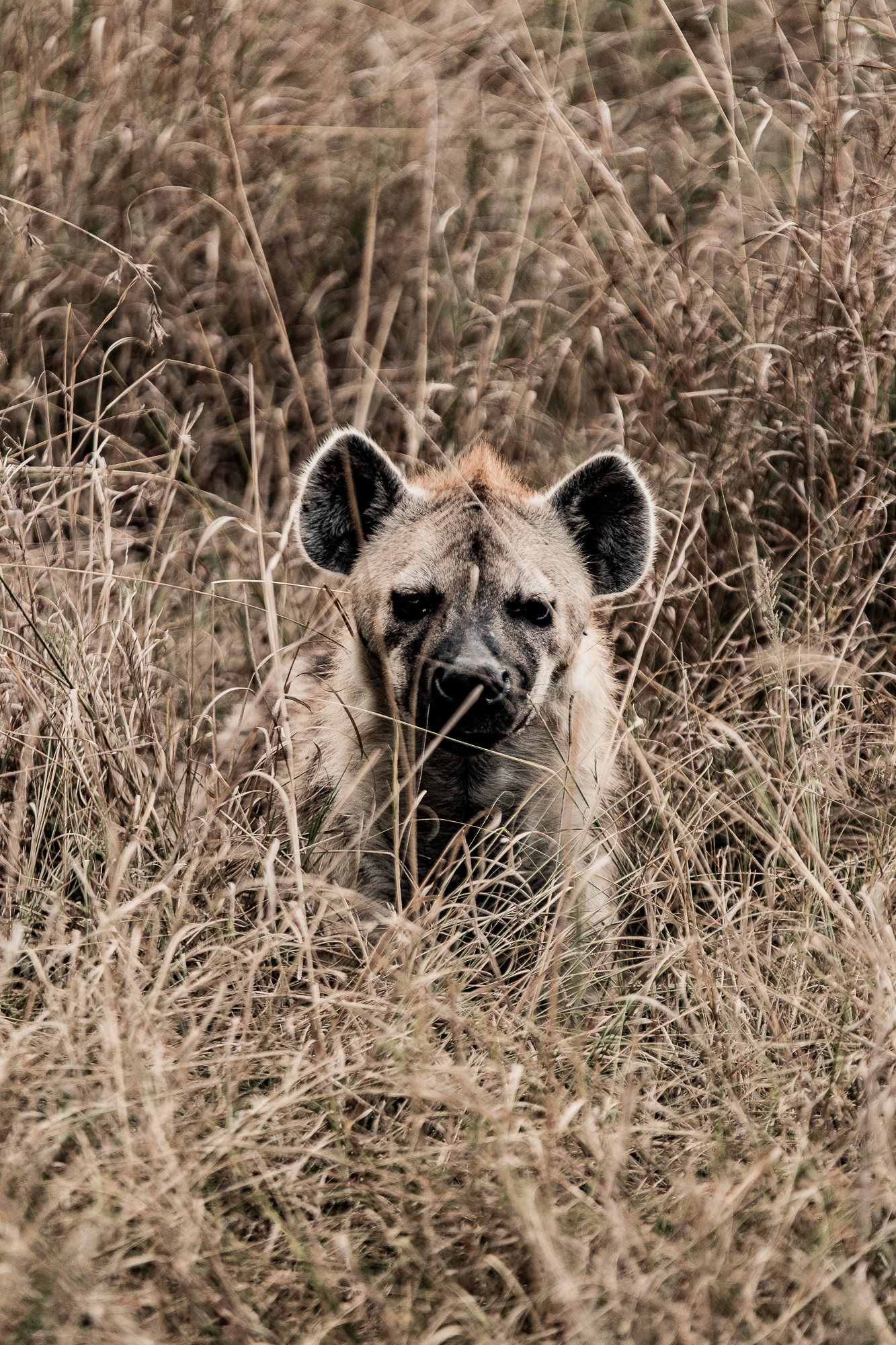 Kenya
