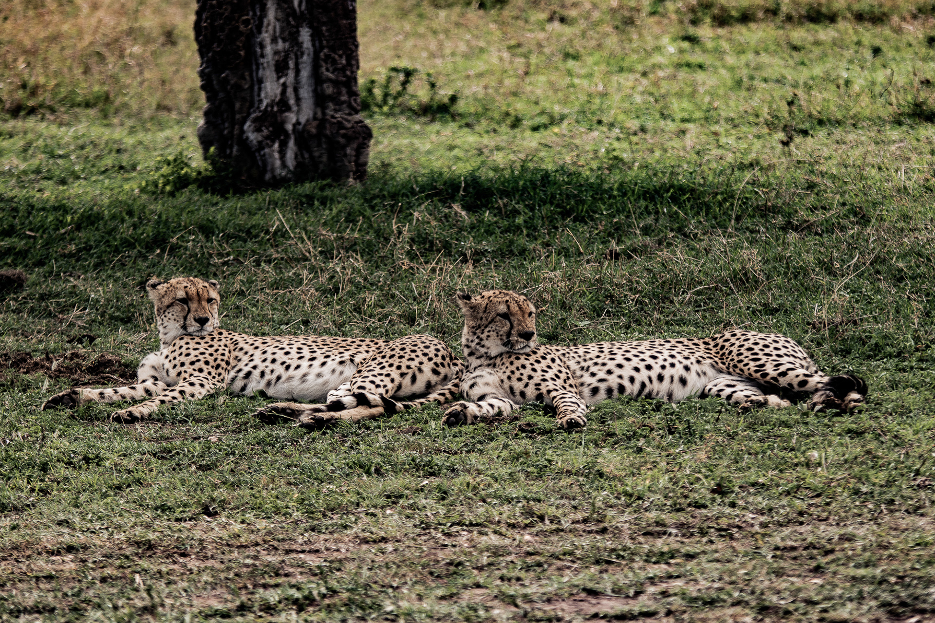 Kenya