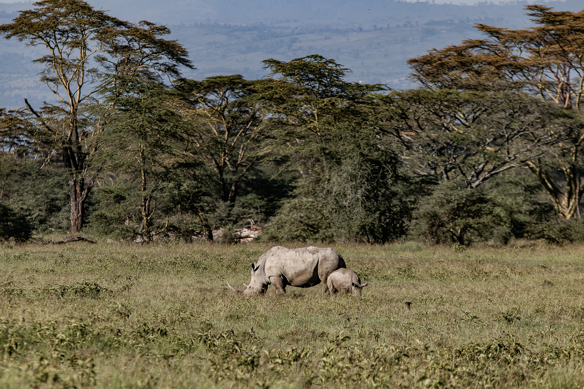 Kenya