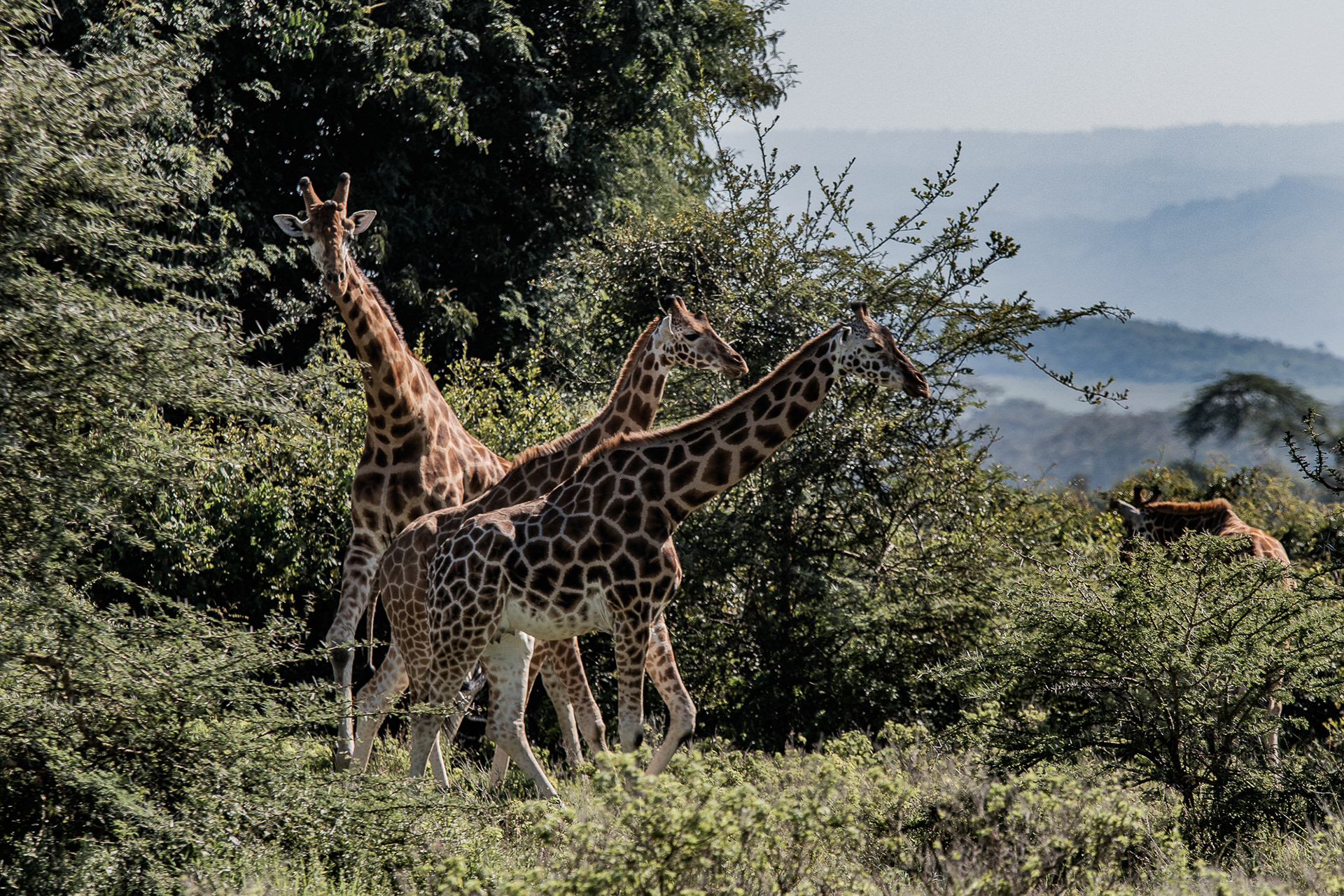 Kenya