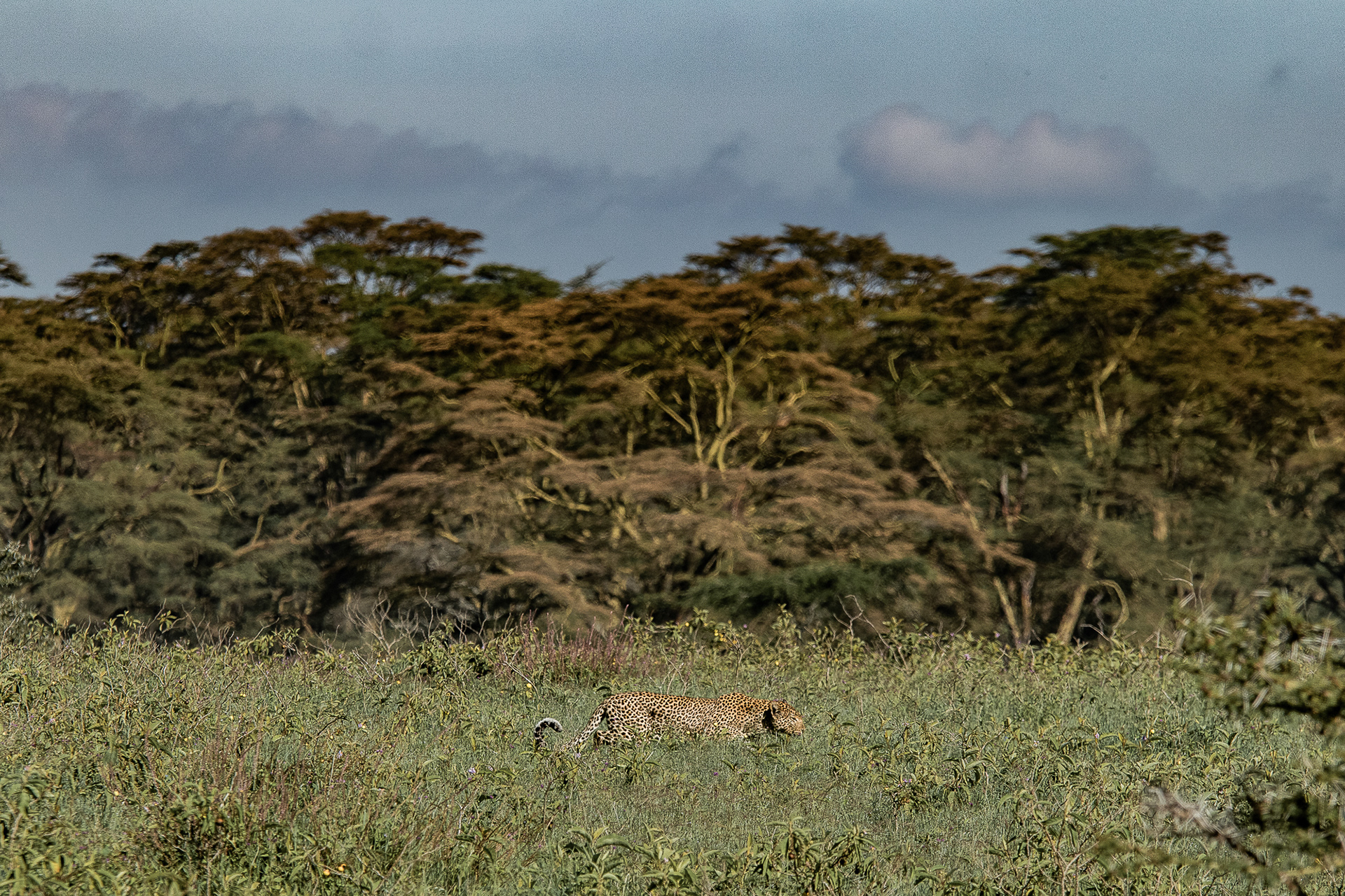 Kenya