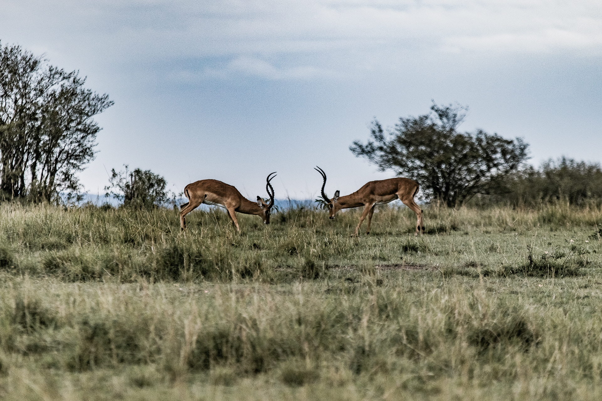 Kenya
