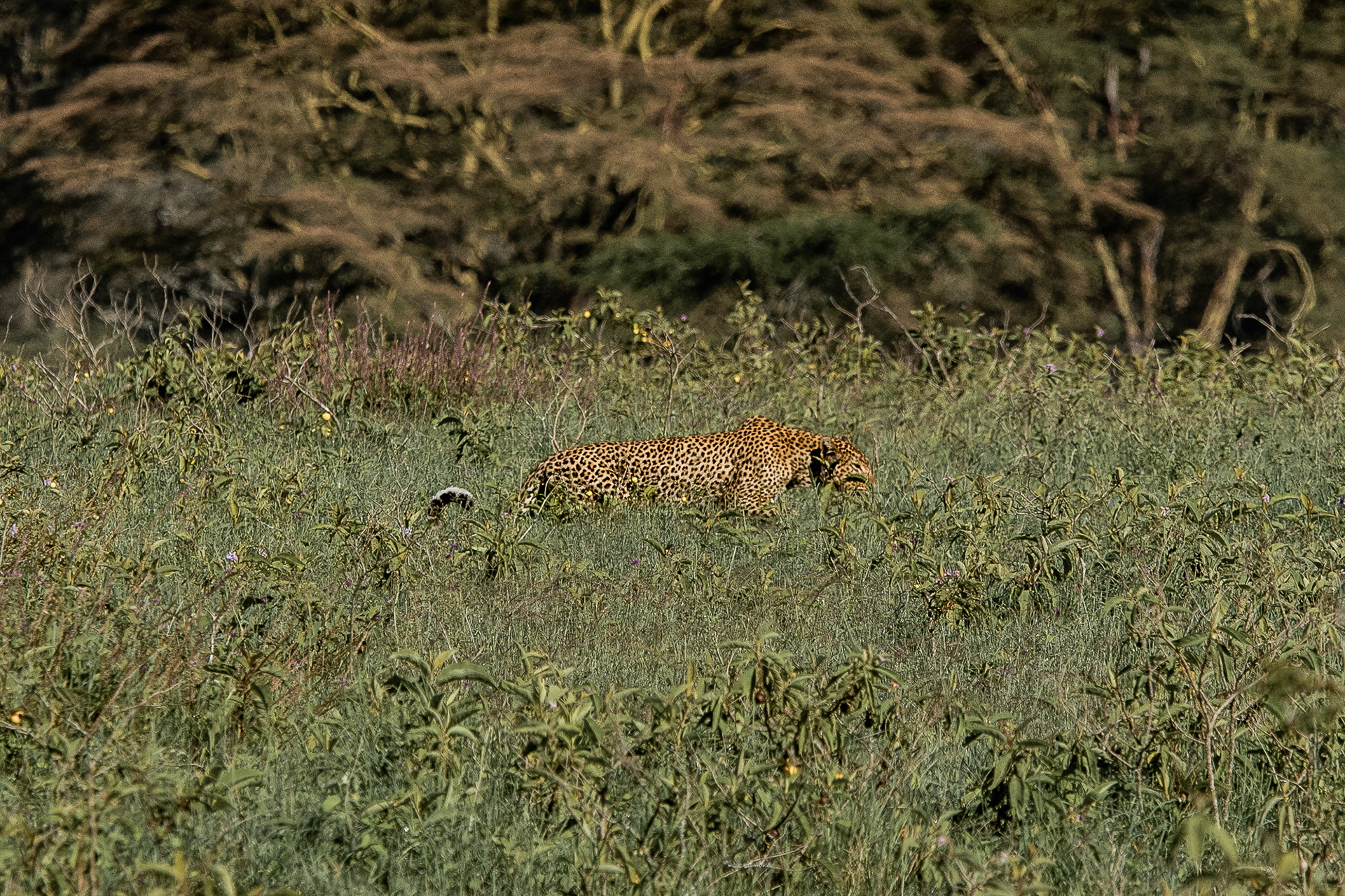 Kenya