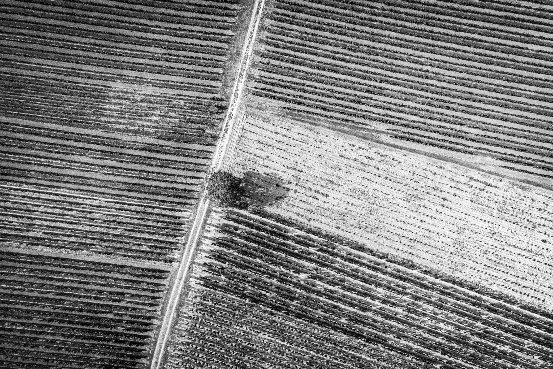 Vignes de Parnay (49)