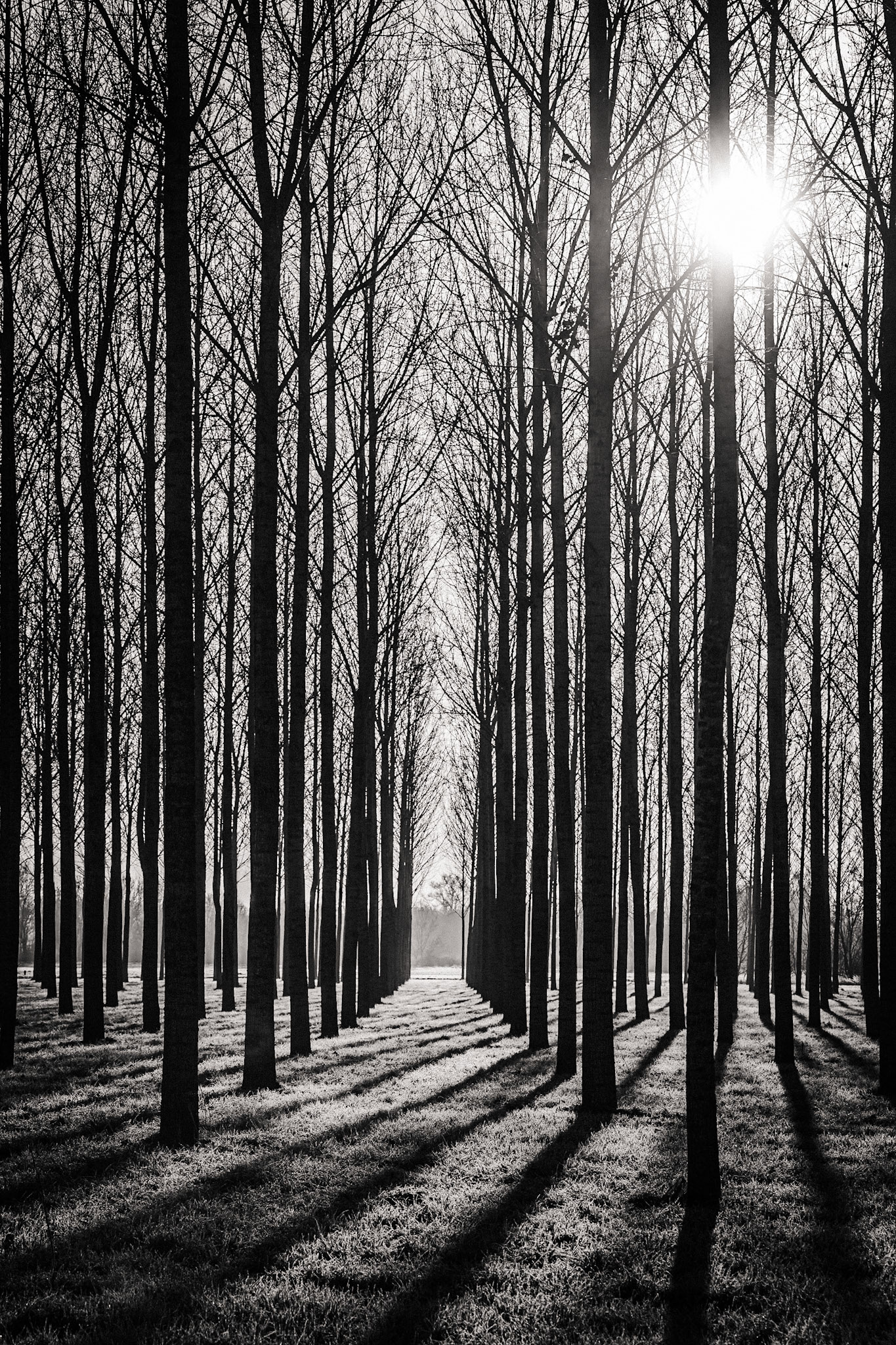 Lignes alignées