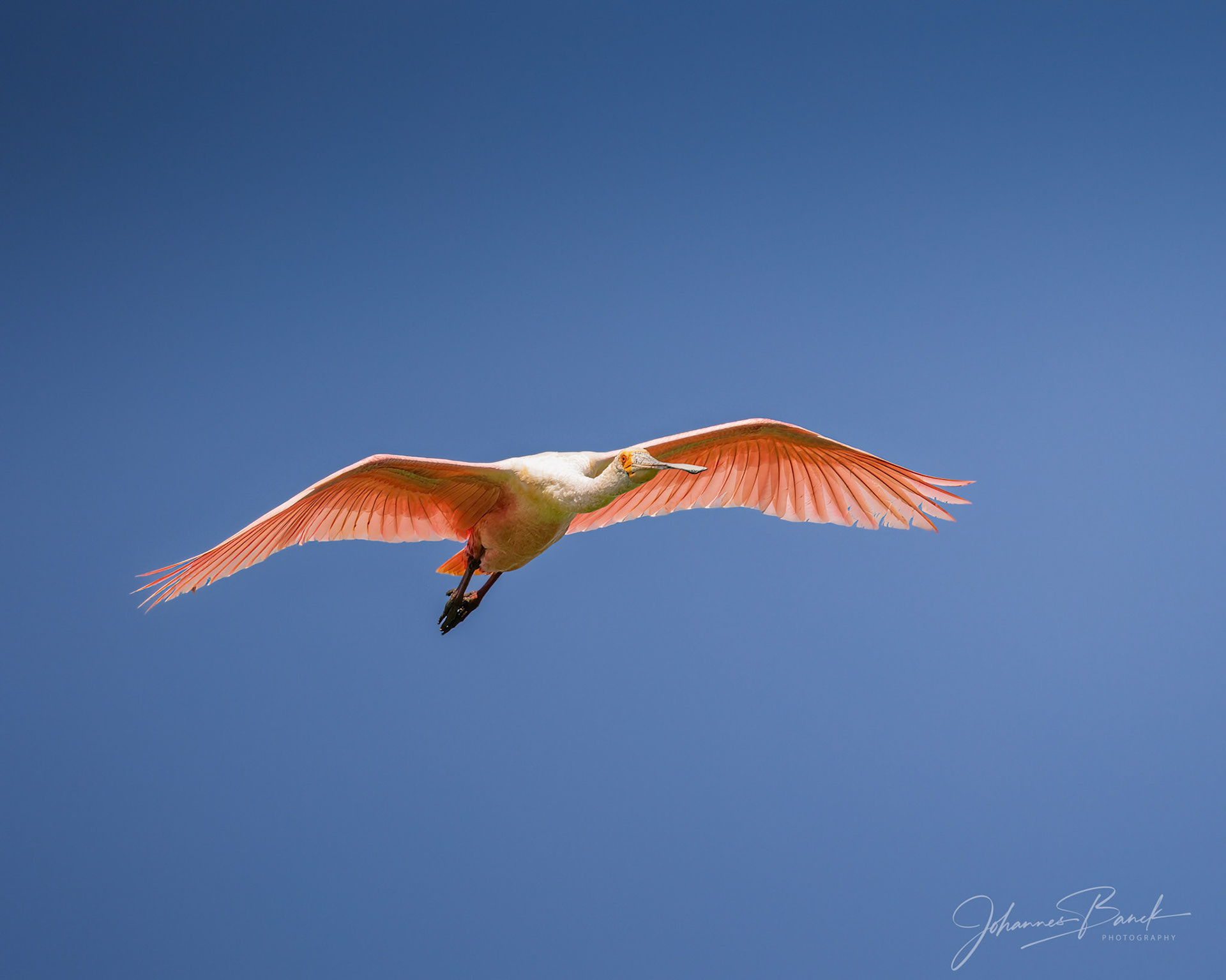 Roseate Spoonbill