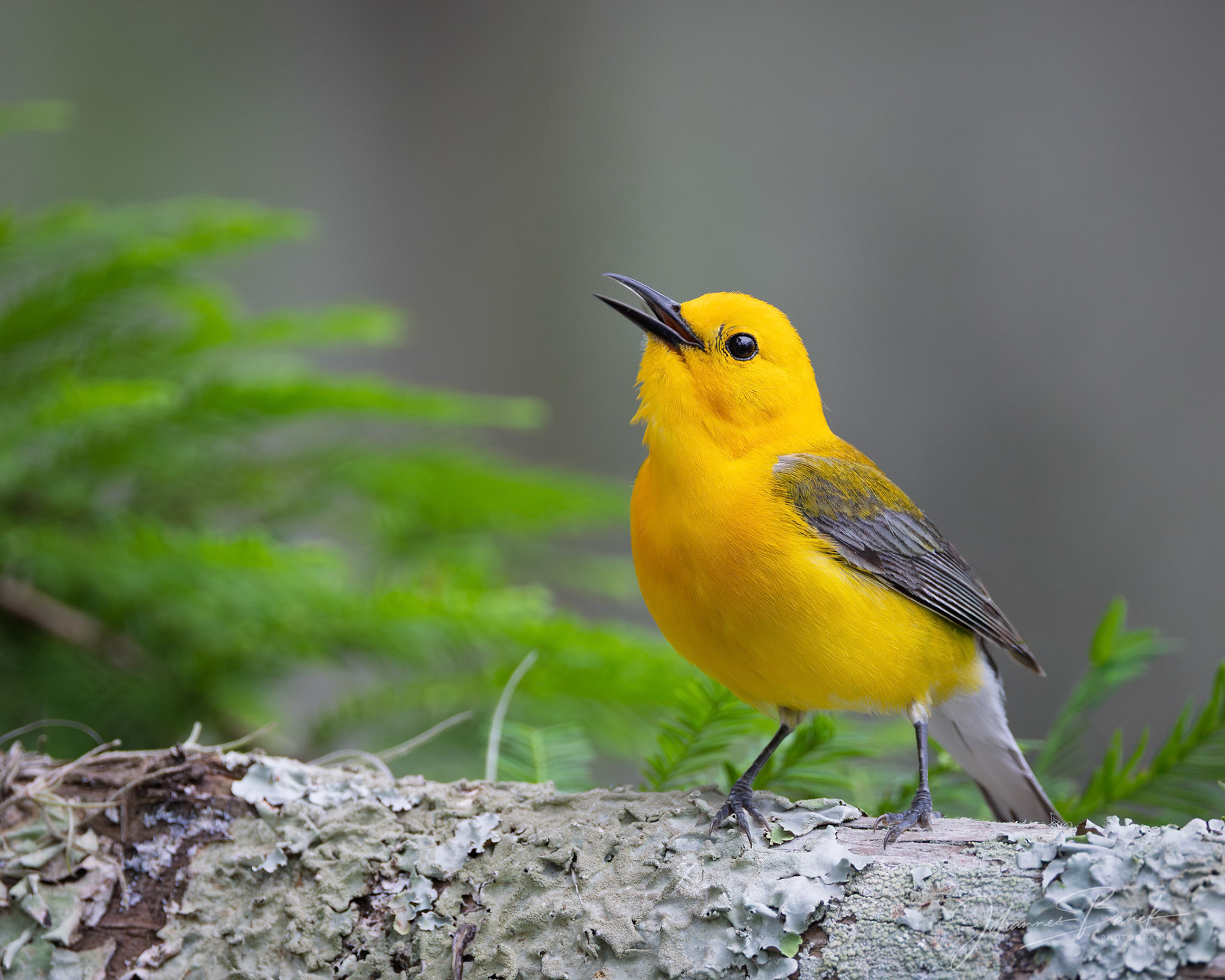 Male Prothonotary Warbler