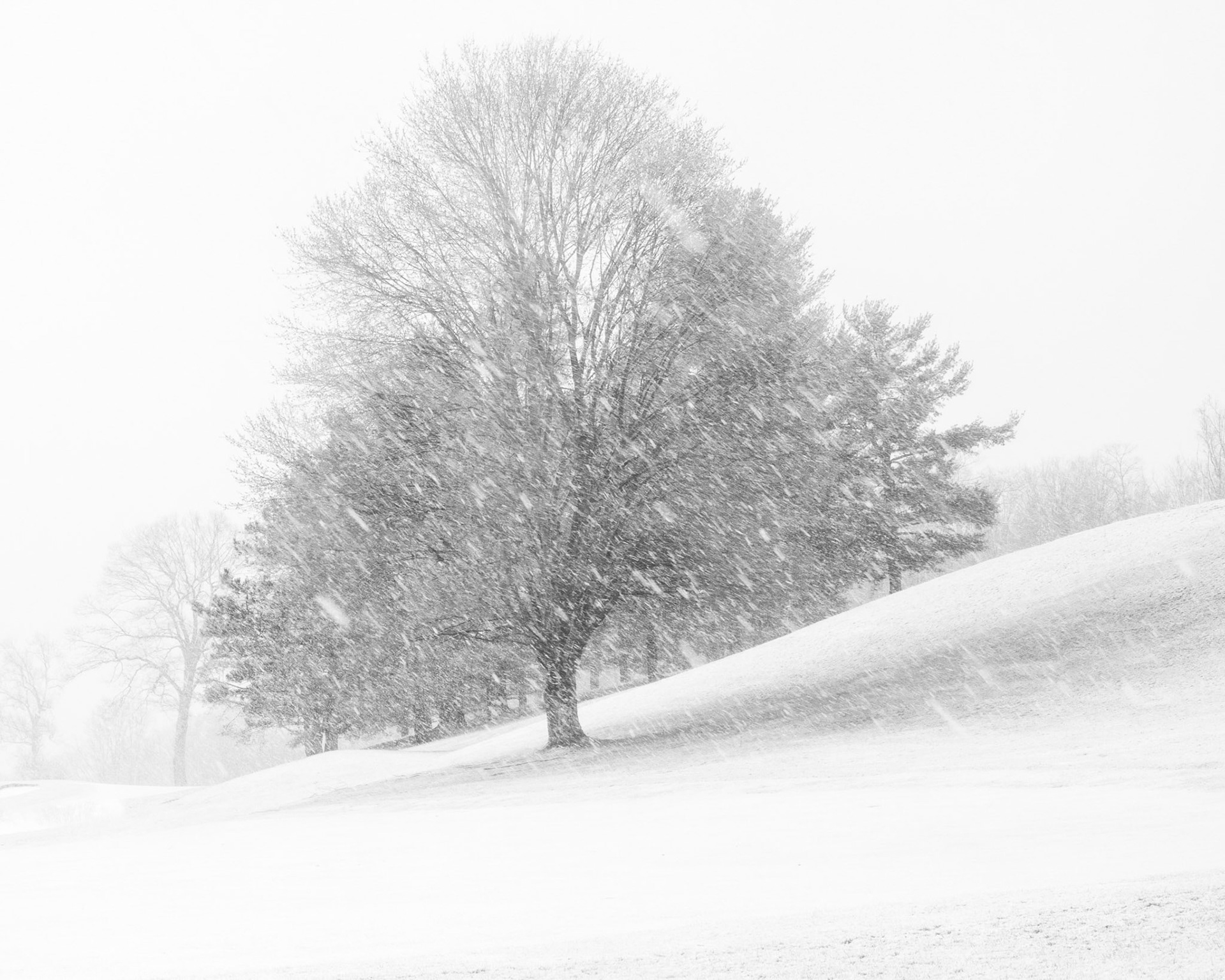 Tree #1