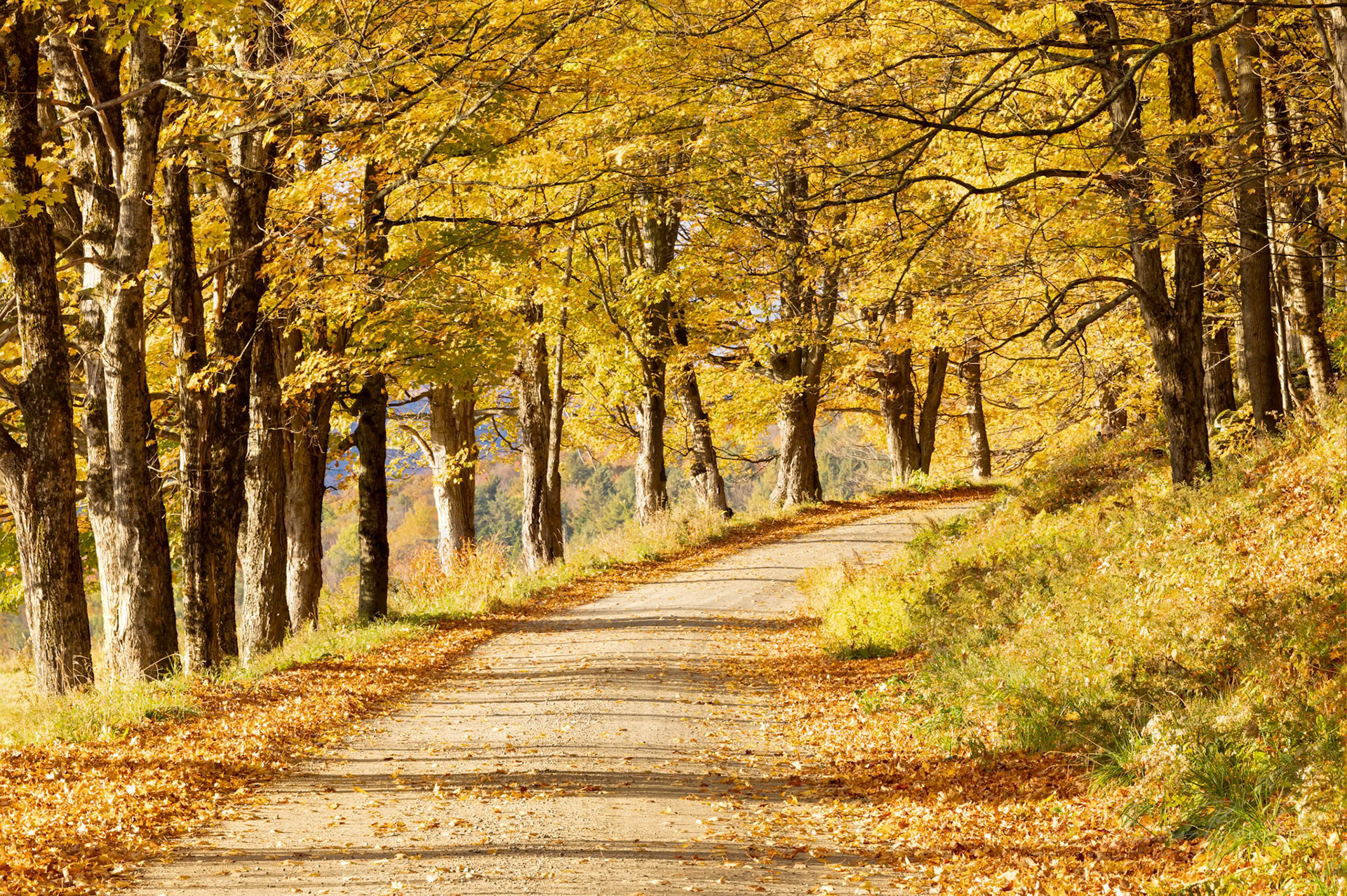 Fall Road