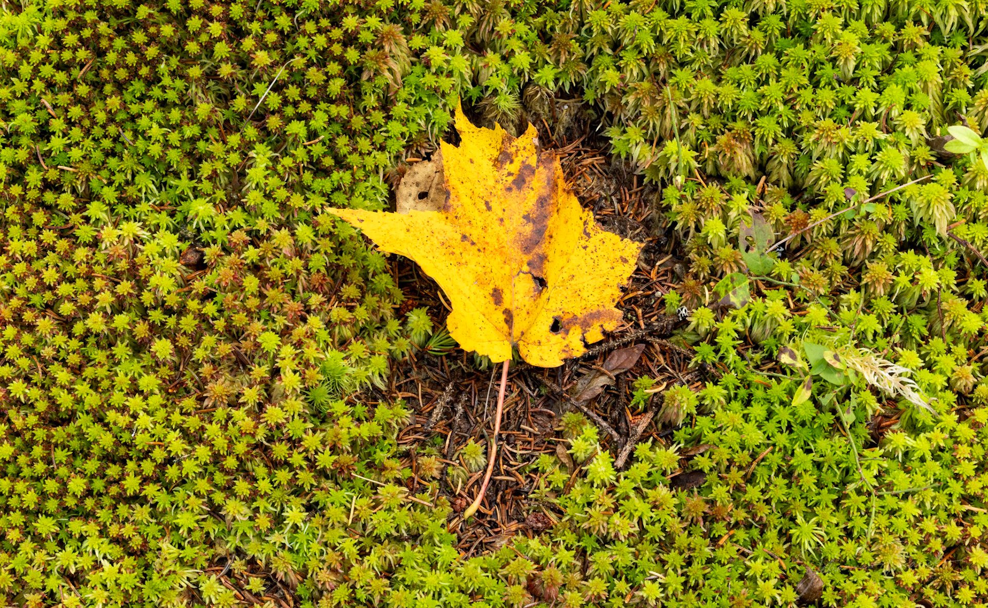 Leaf