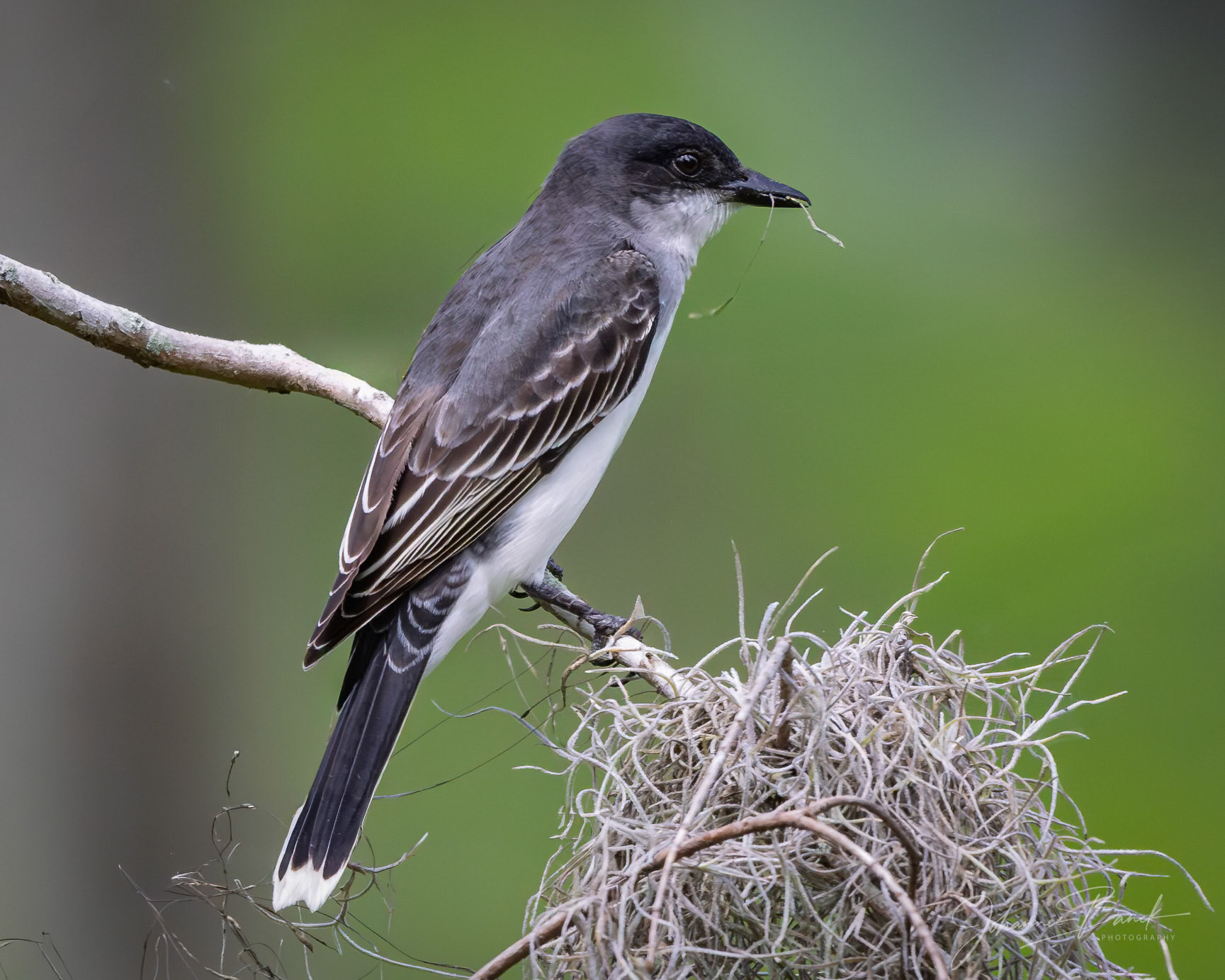 Eastern Kingbird