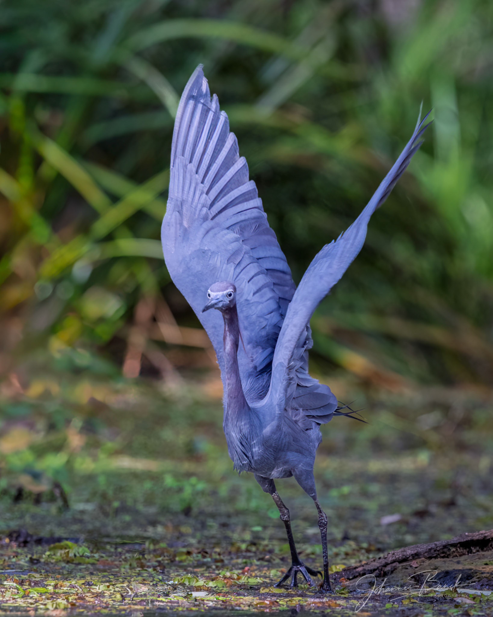 Blue Heron