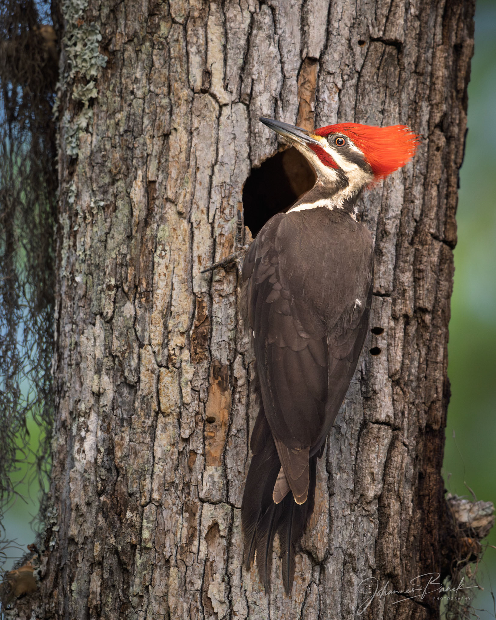 Pileated Woodpecker