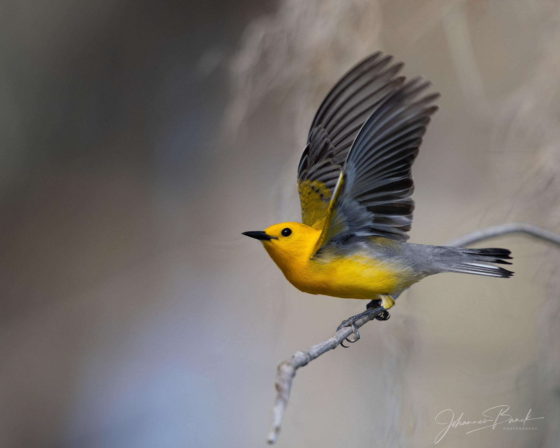 Male Prothonotary Warbler