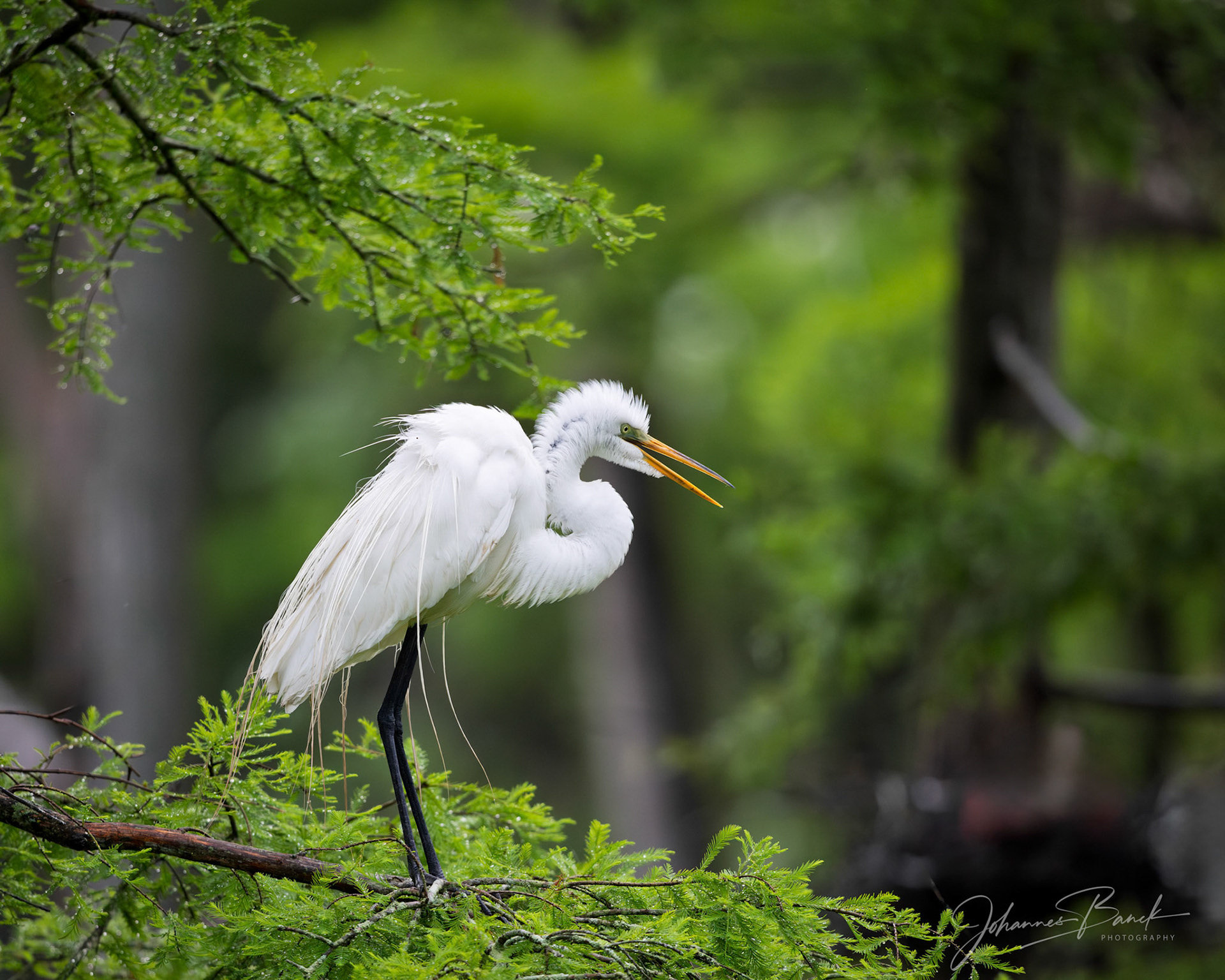 Great Egret