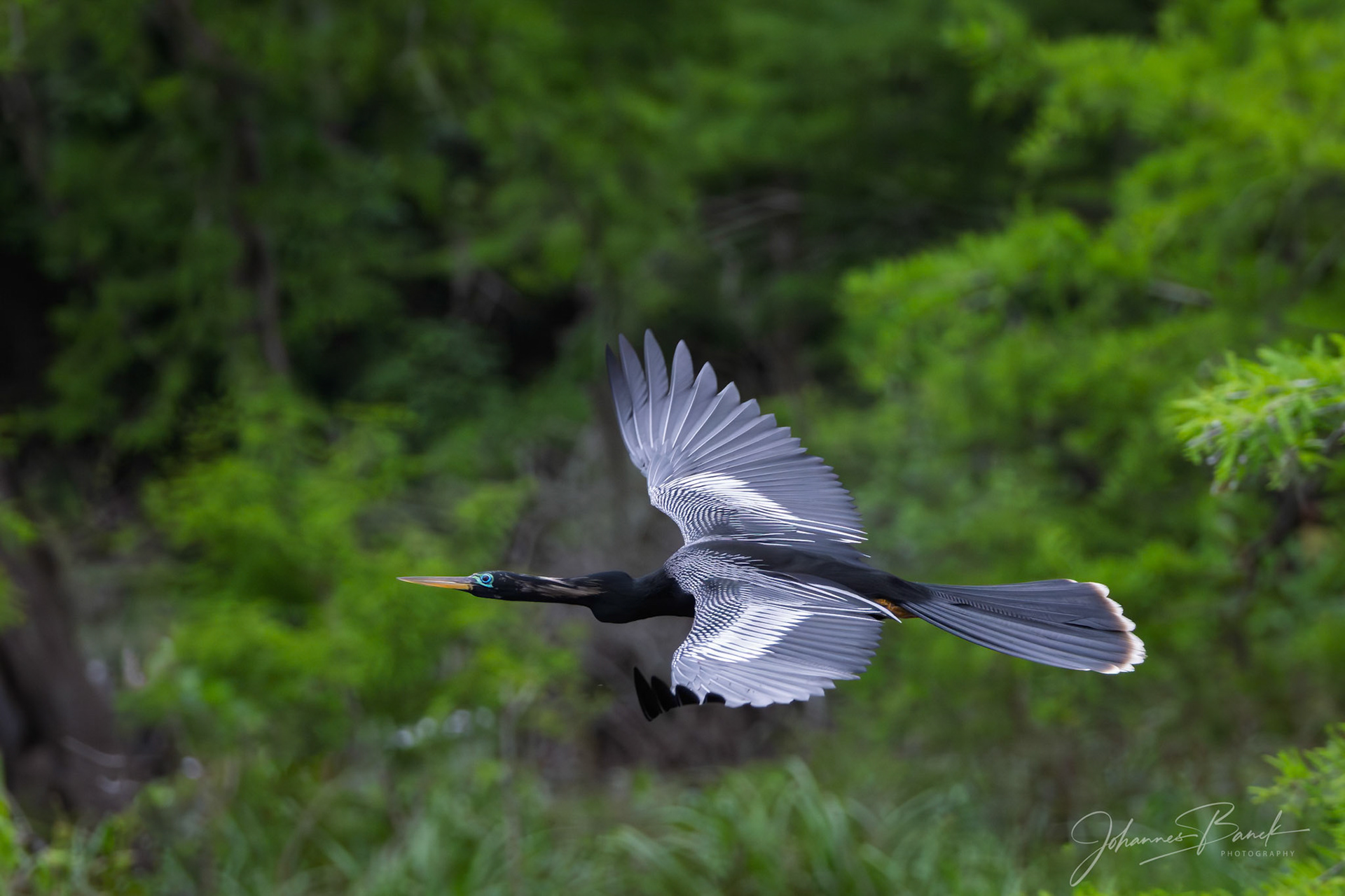 Anhinga