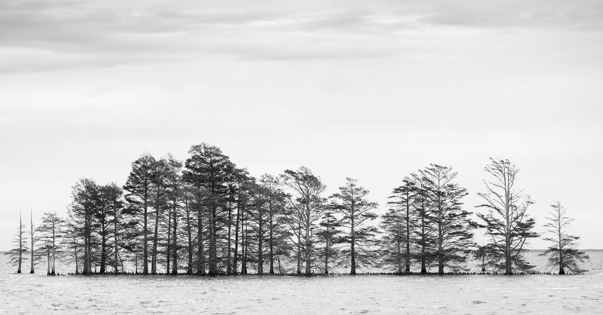 Cedar Trees