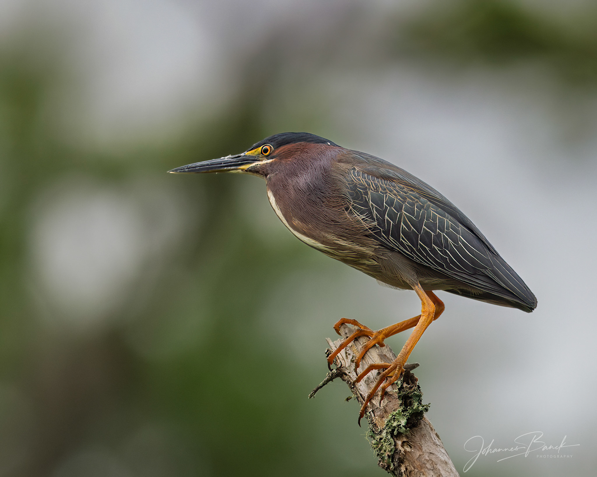 Green Heron