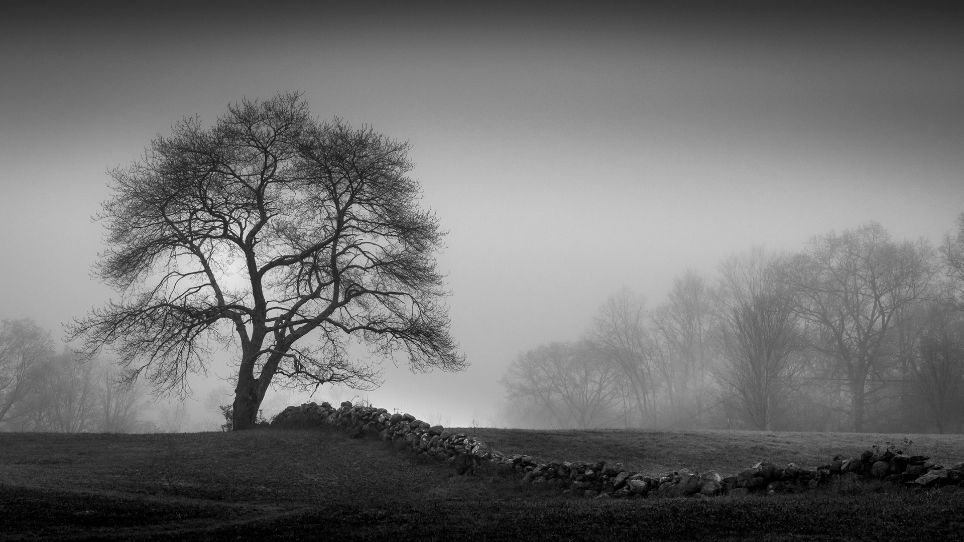 Tree #2