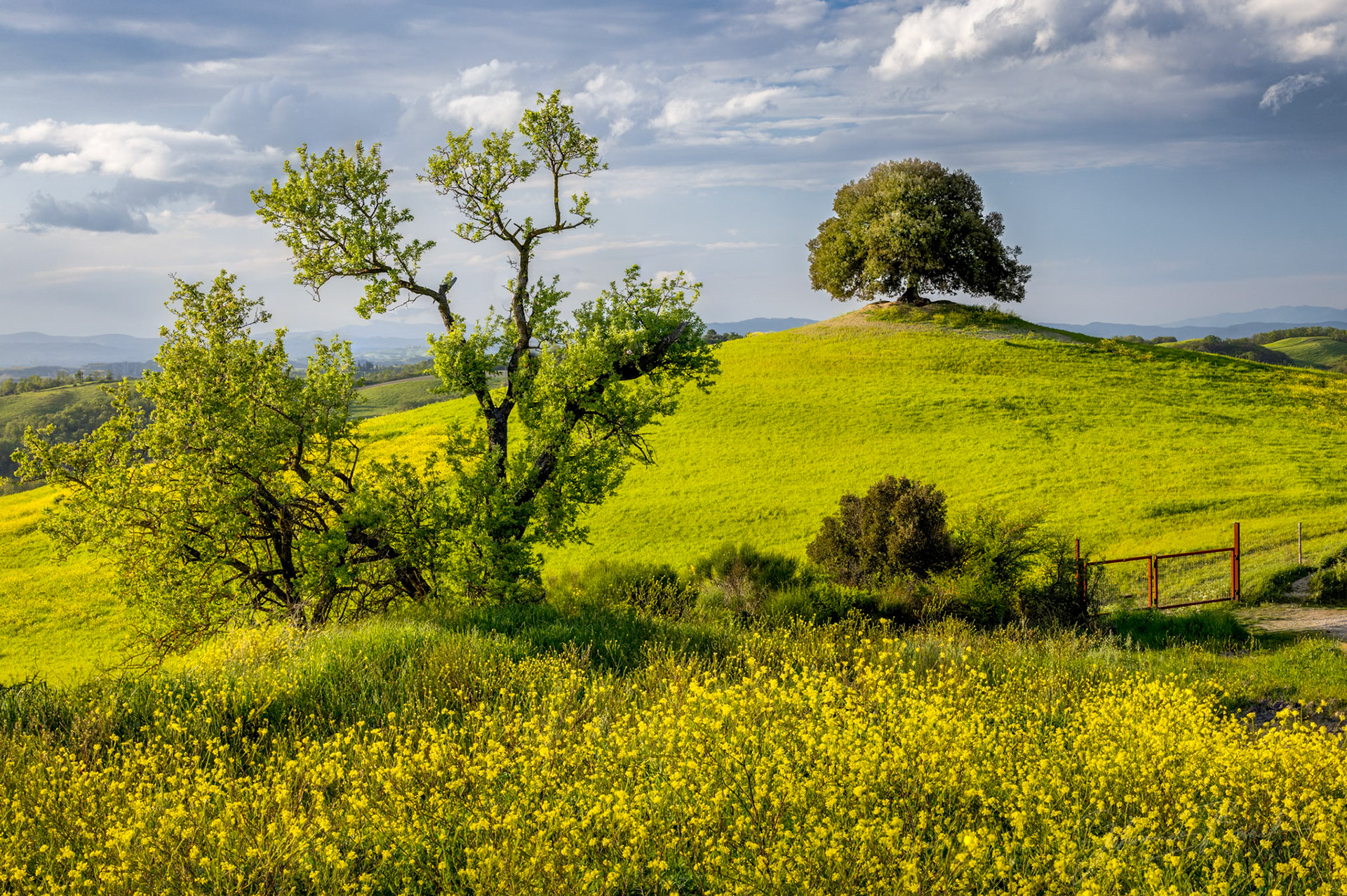 Ancient Oak Tree, Tuscany