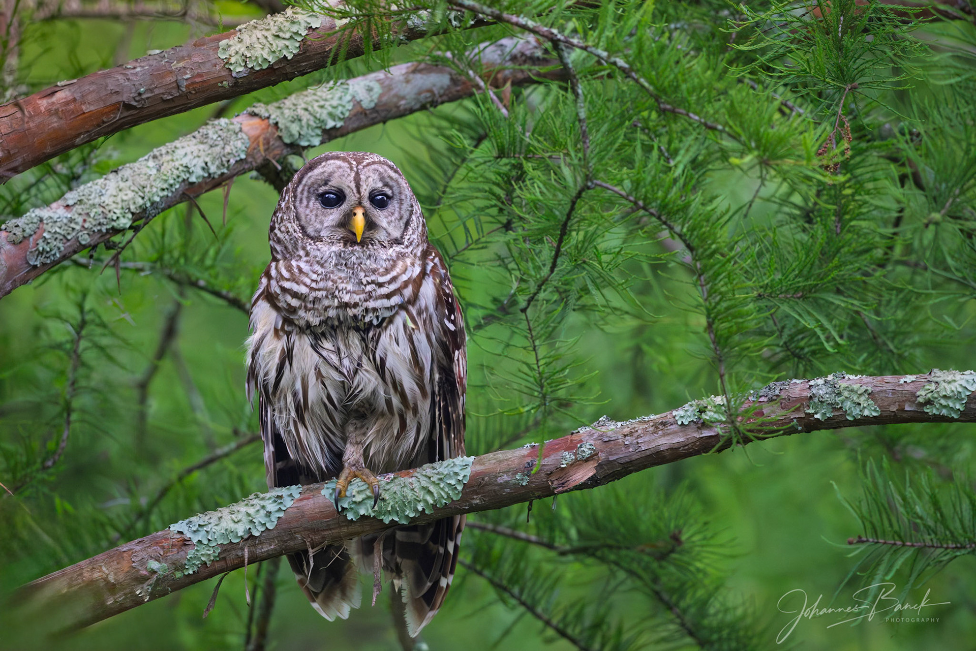 Barred Owl
