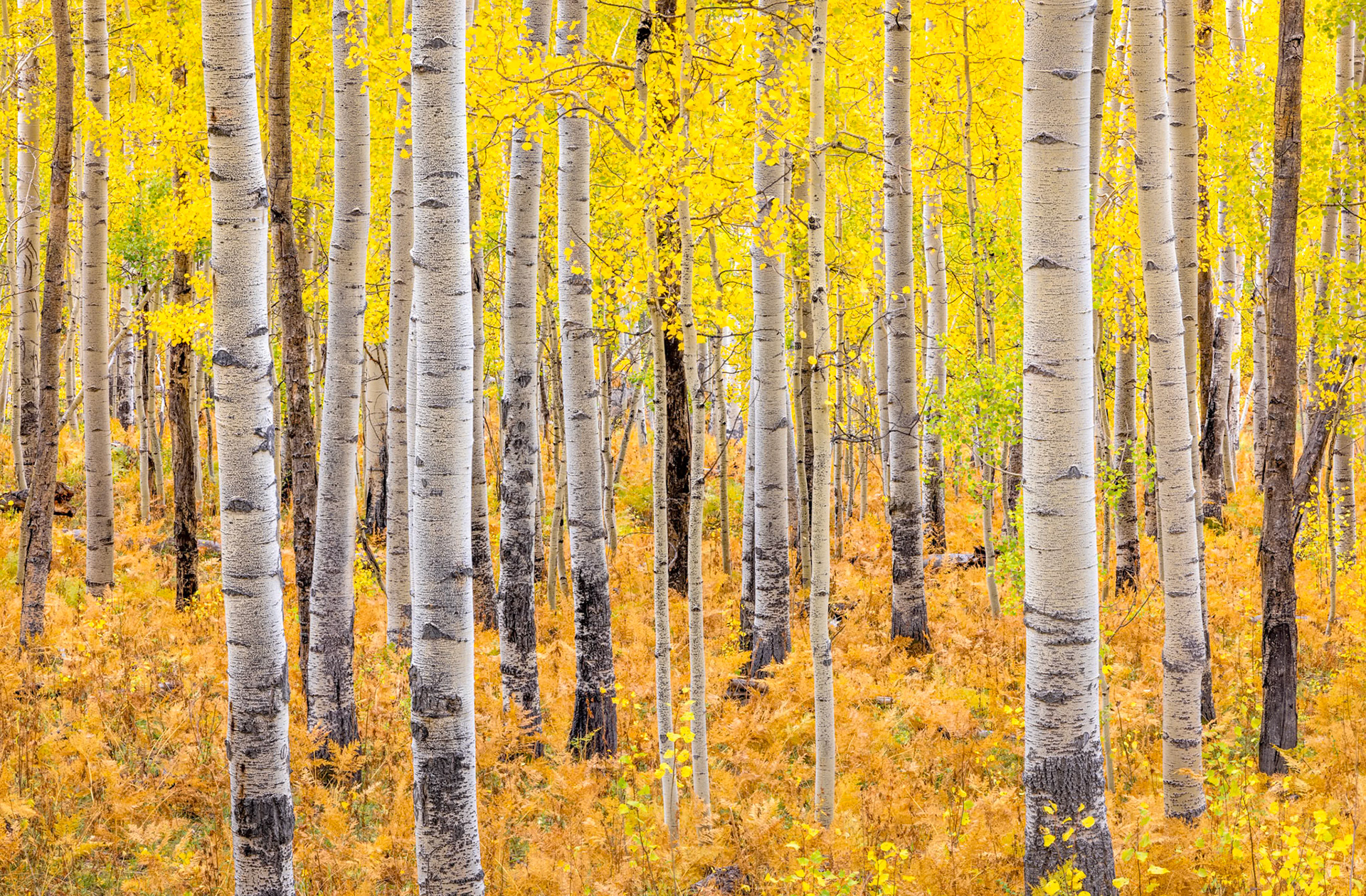 Aspen Glow