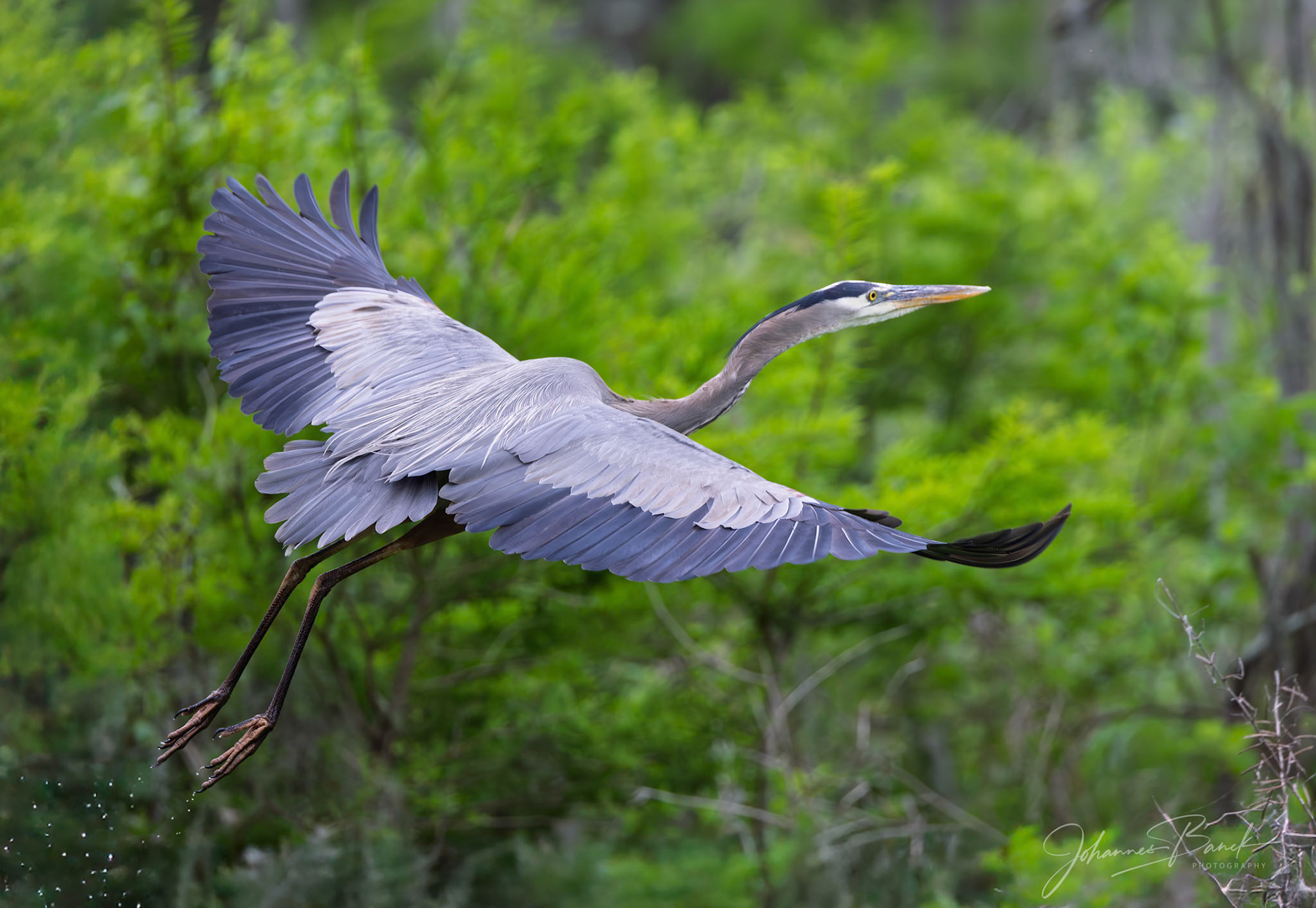 Great Blue Heron
