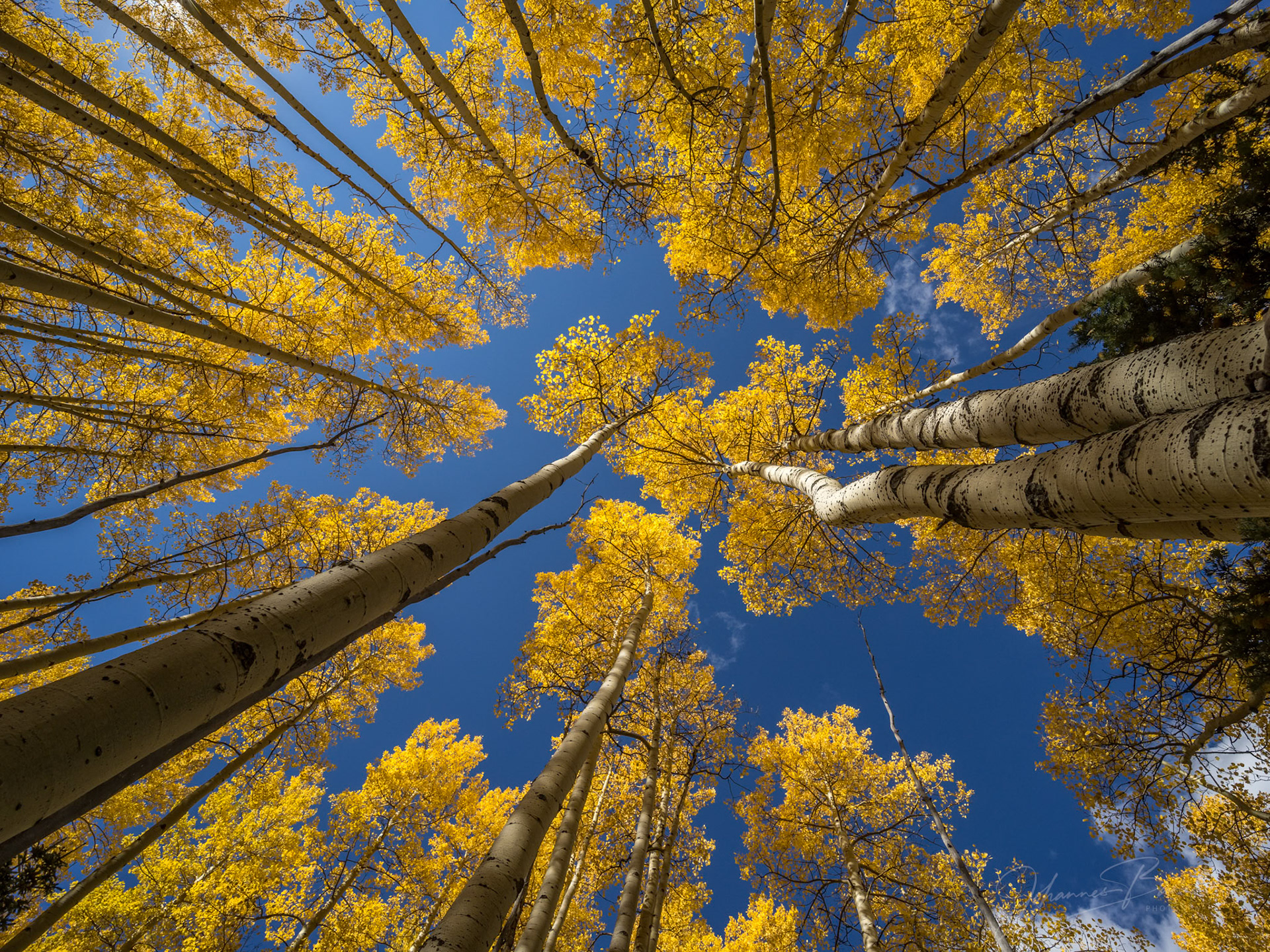 Fall Colors