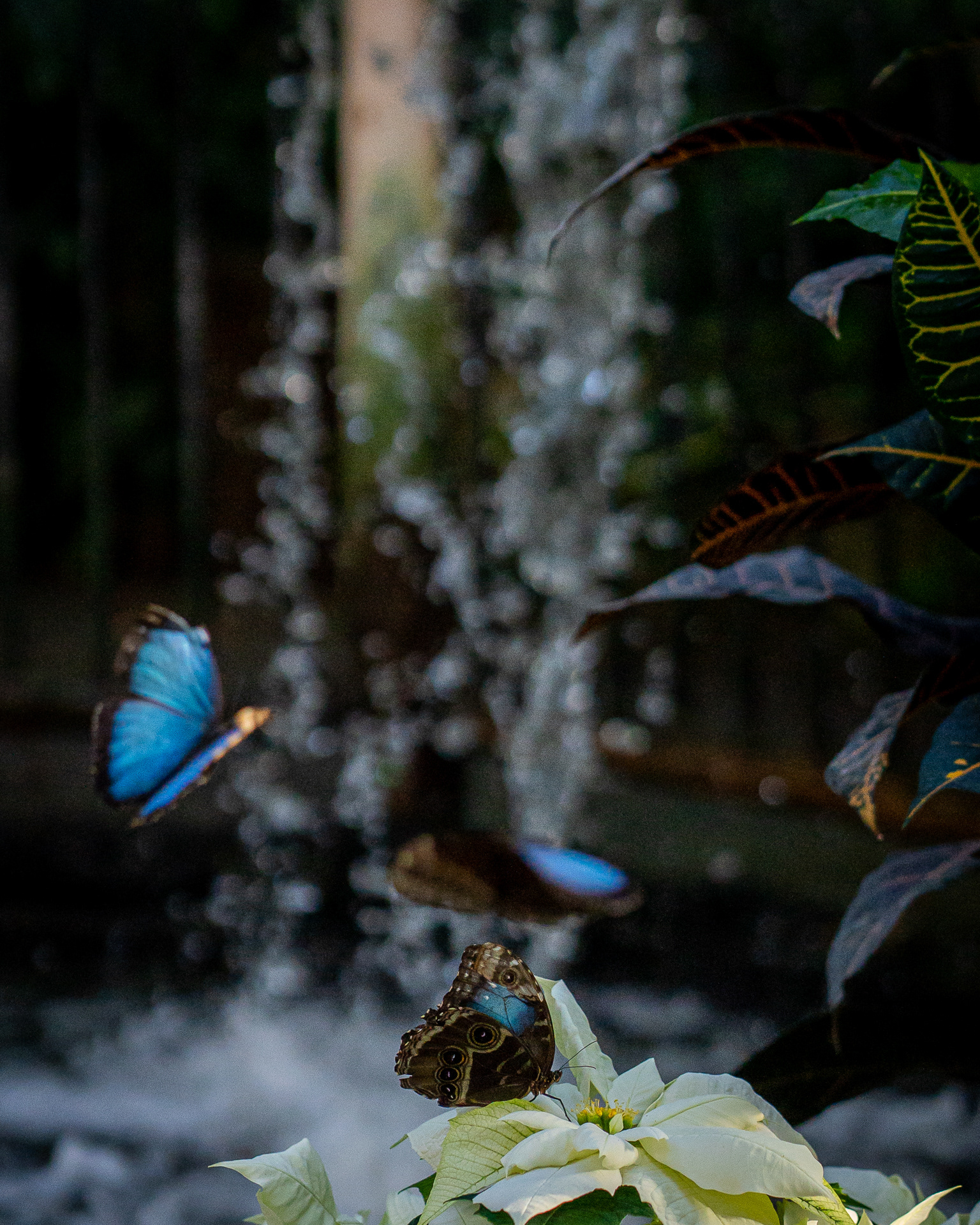 BUTTERFLY PARTY