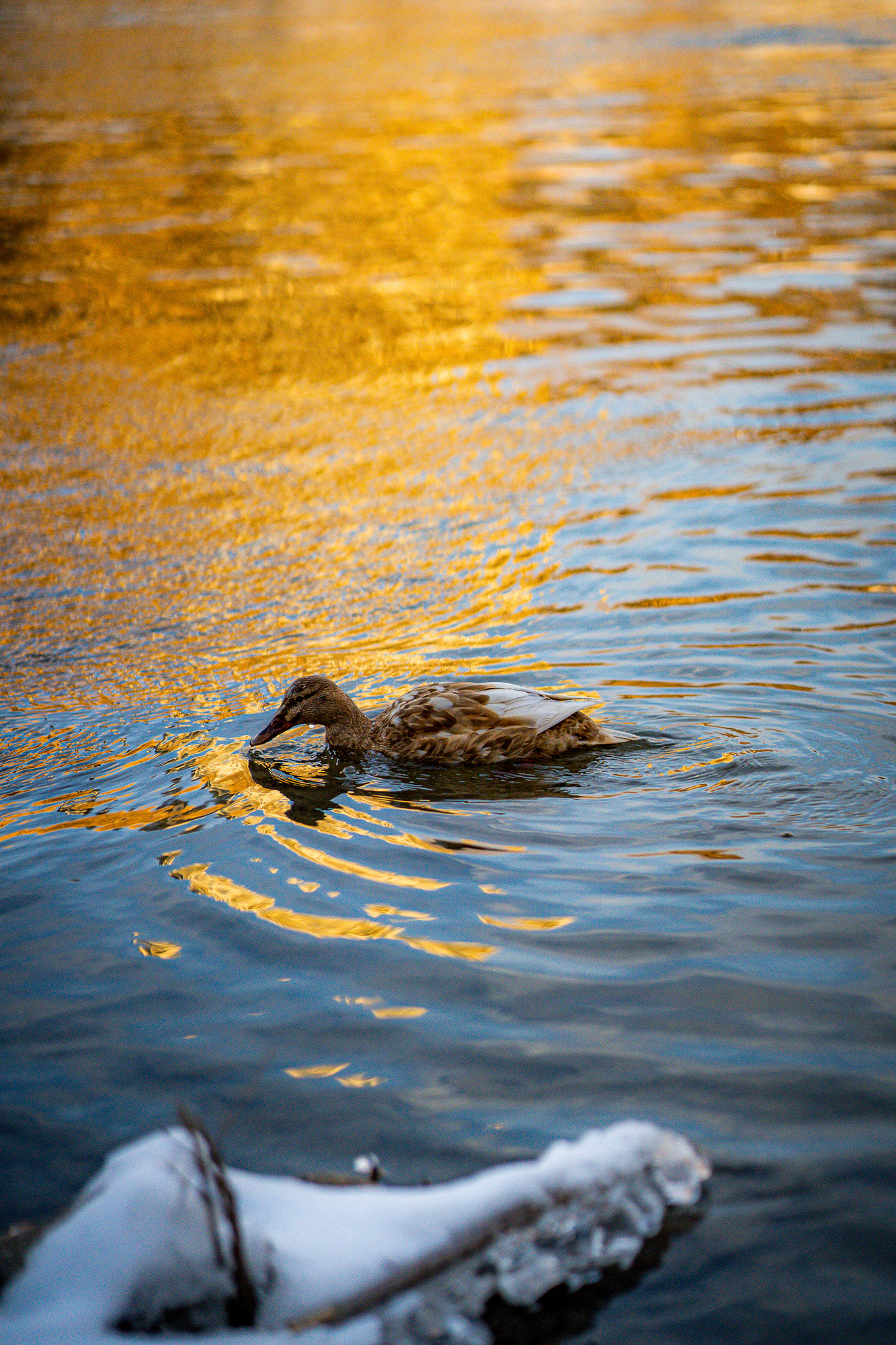 DUCKIE AT SUNSET