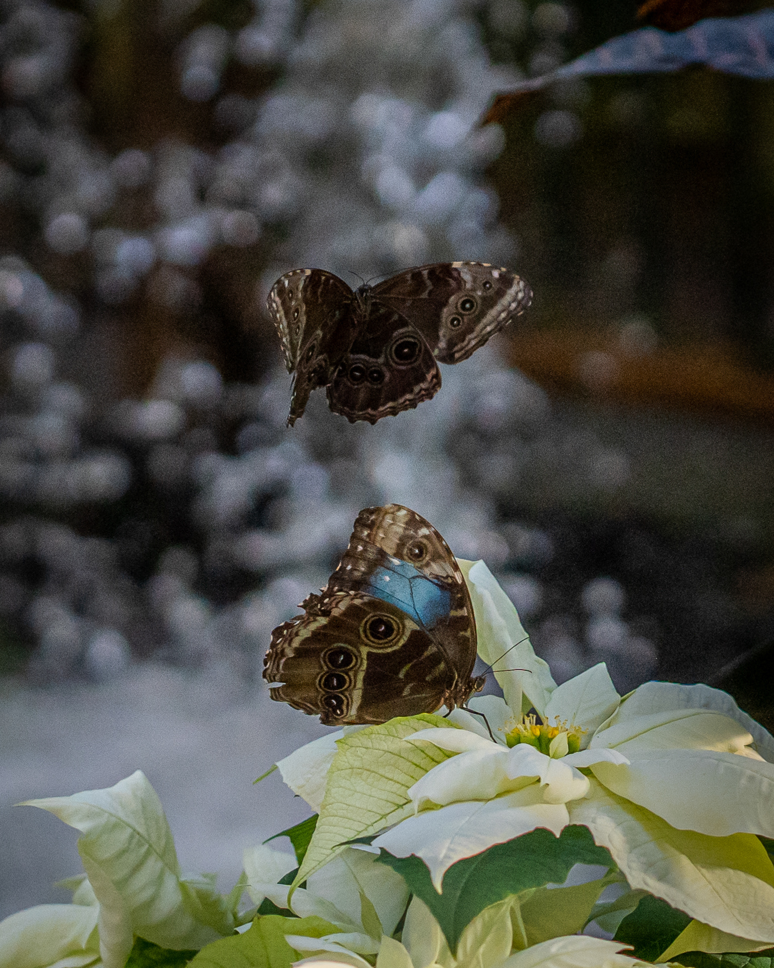 BETTER TWO FLY TOGETHER