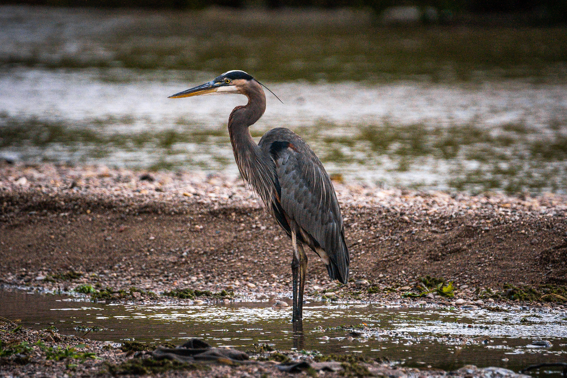 BLUE HERON