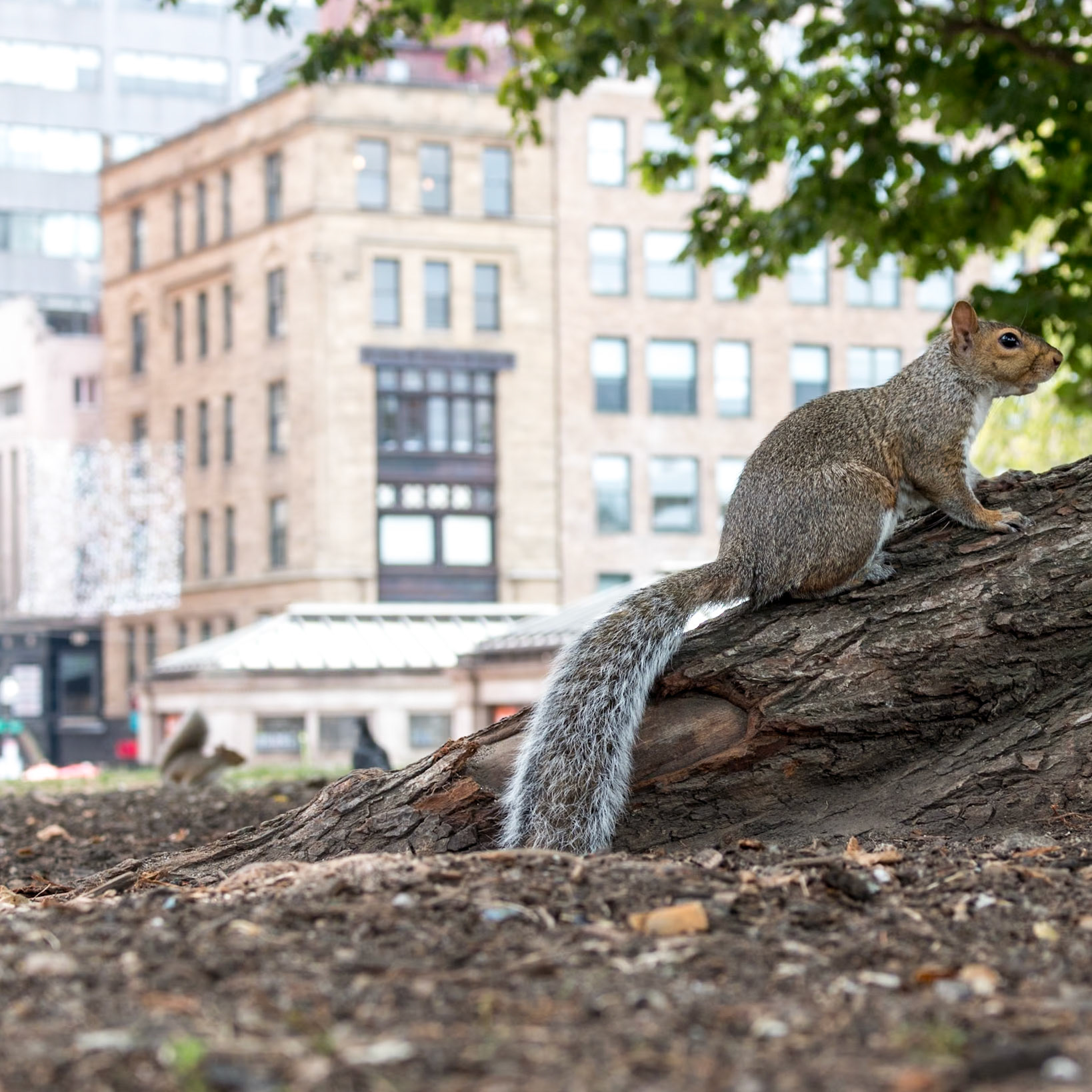 Boston-Squirrel