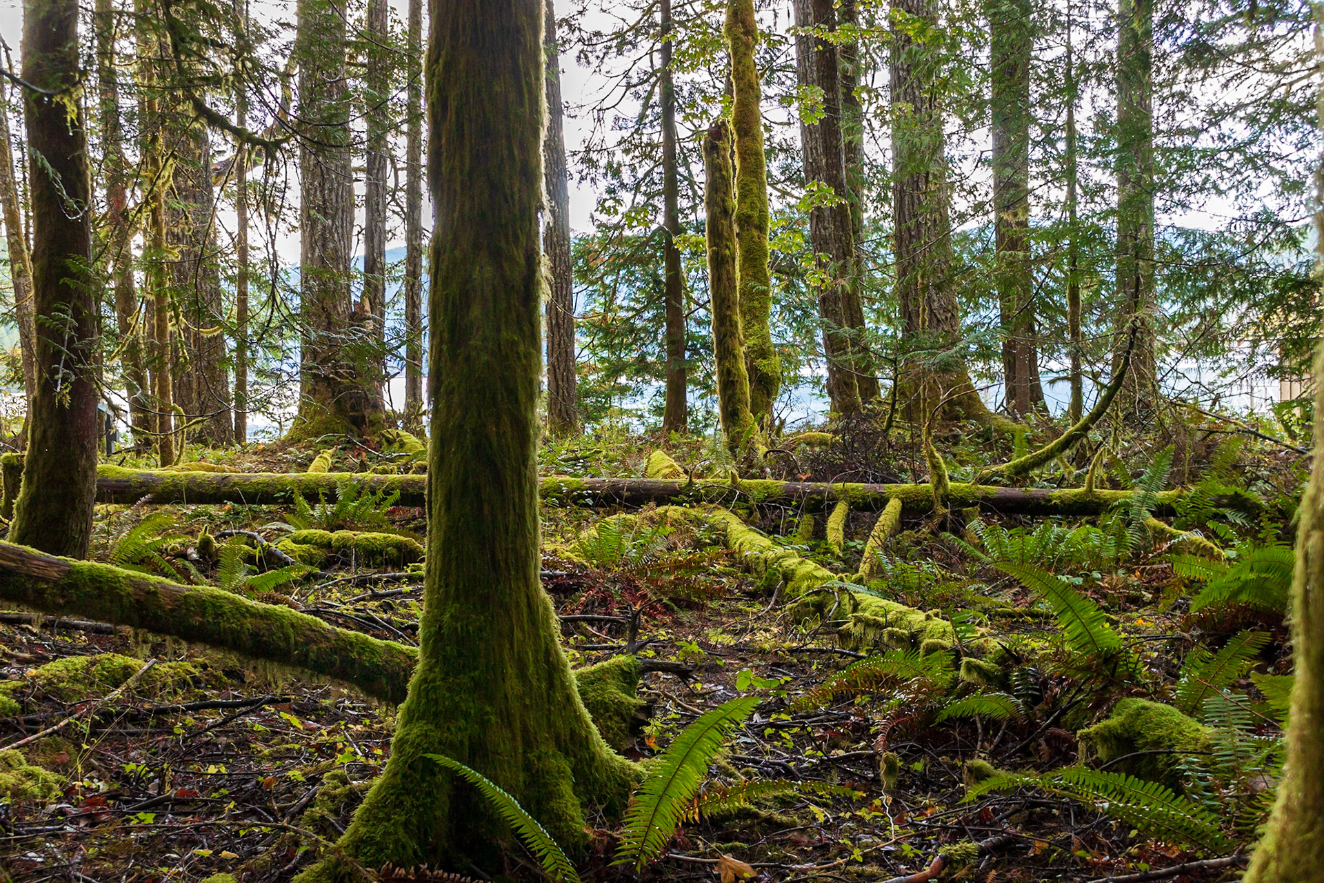 Rainforrest at Lake Crecsent