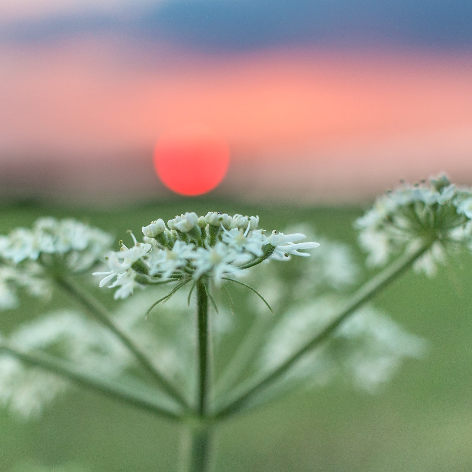 Blossom at Sundown