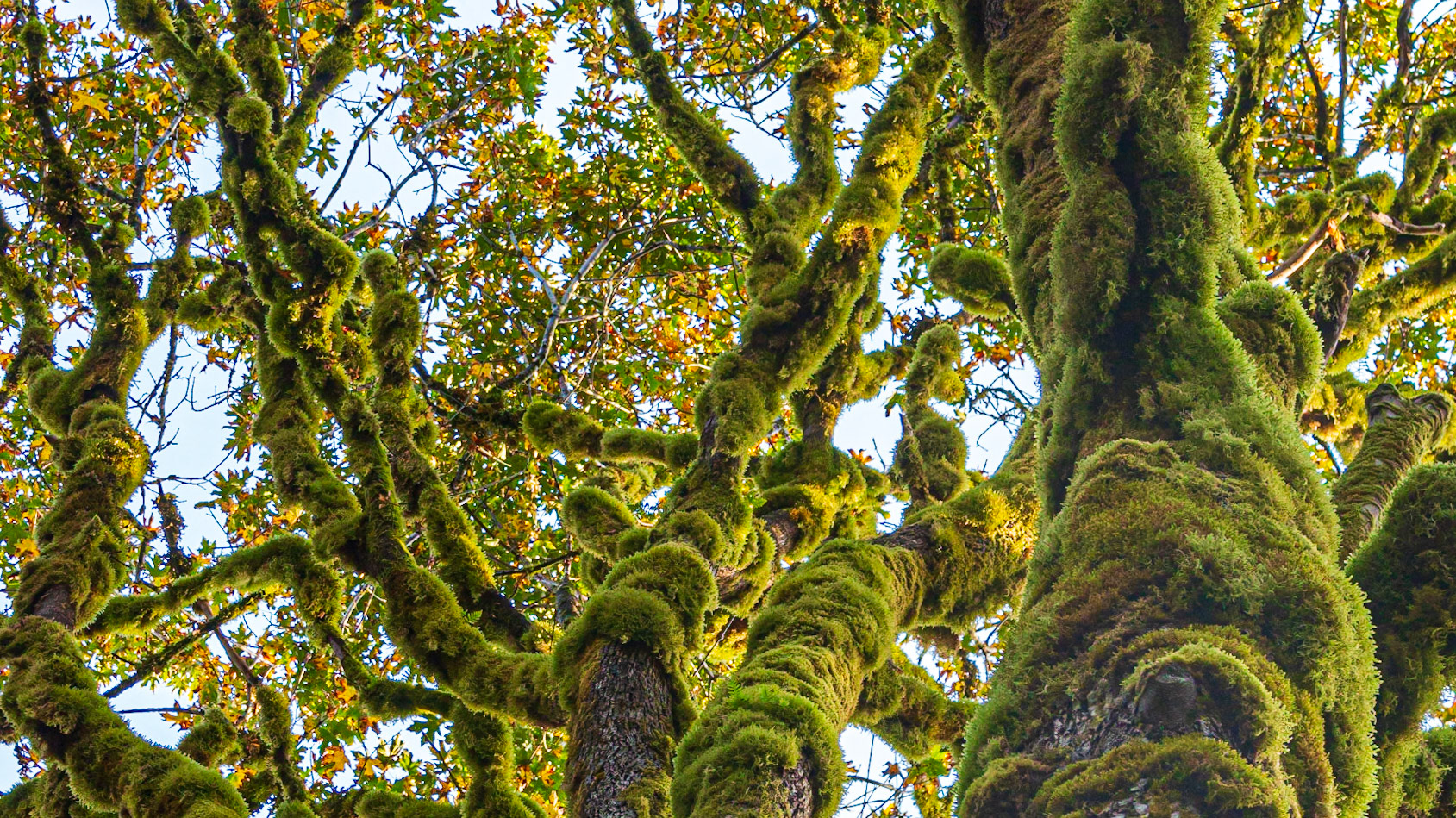 Rainforest