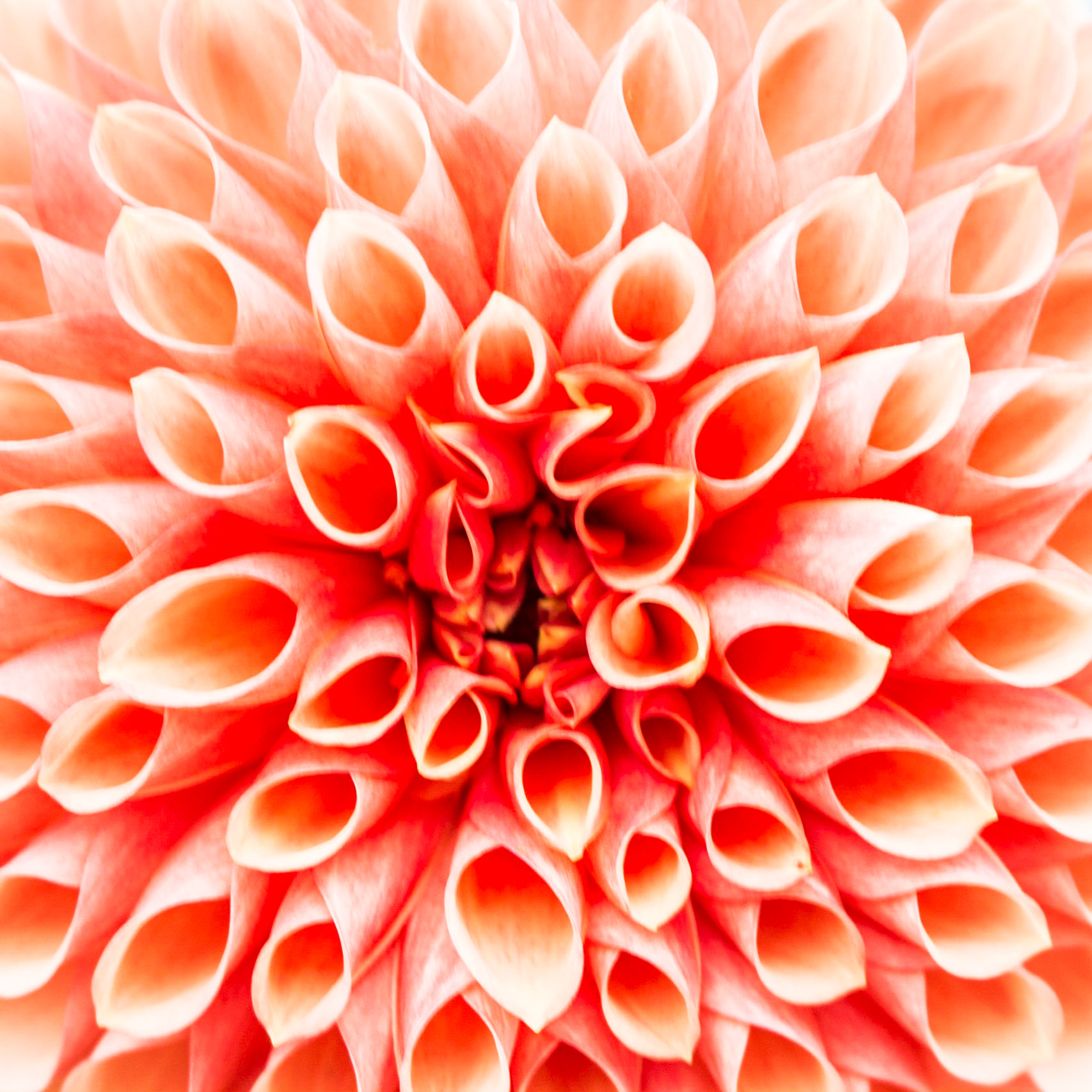 Flower Pattern